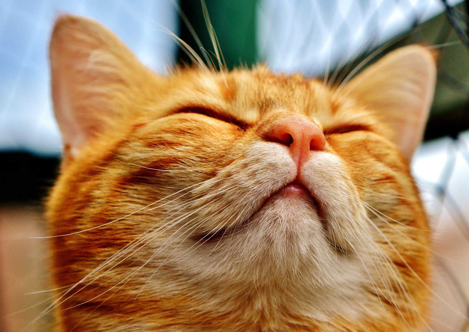 Nikon D3200 sample photo. Cat, mackerel, funny photography