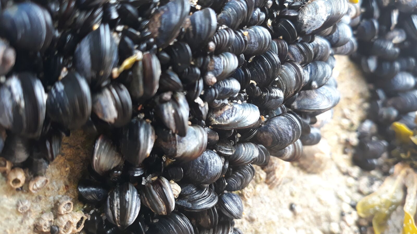 Samsung Galaxy J5 Pro sample photo. Shellfish, seaweed, ocean photography