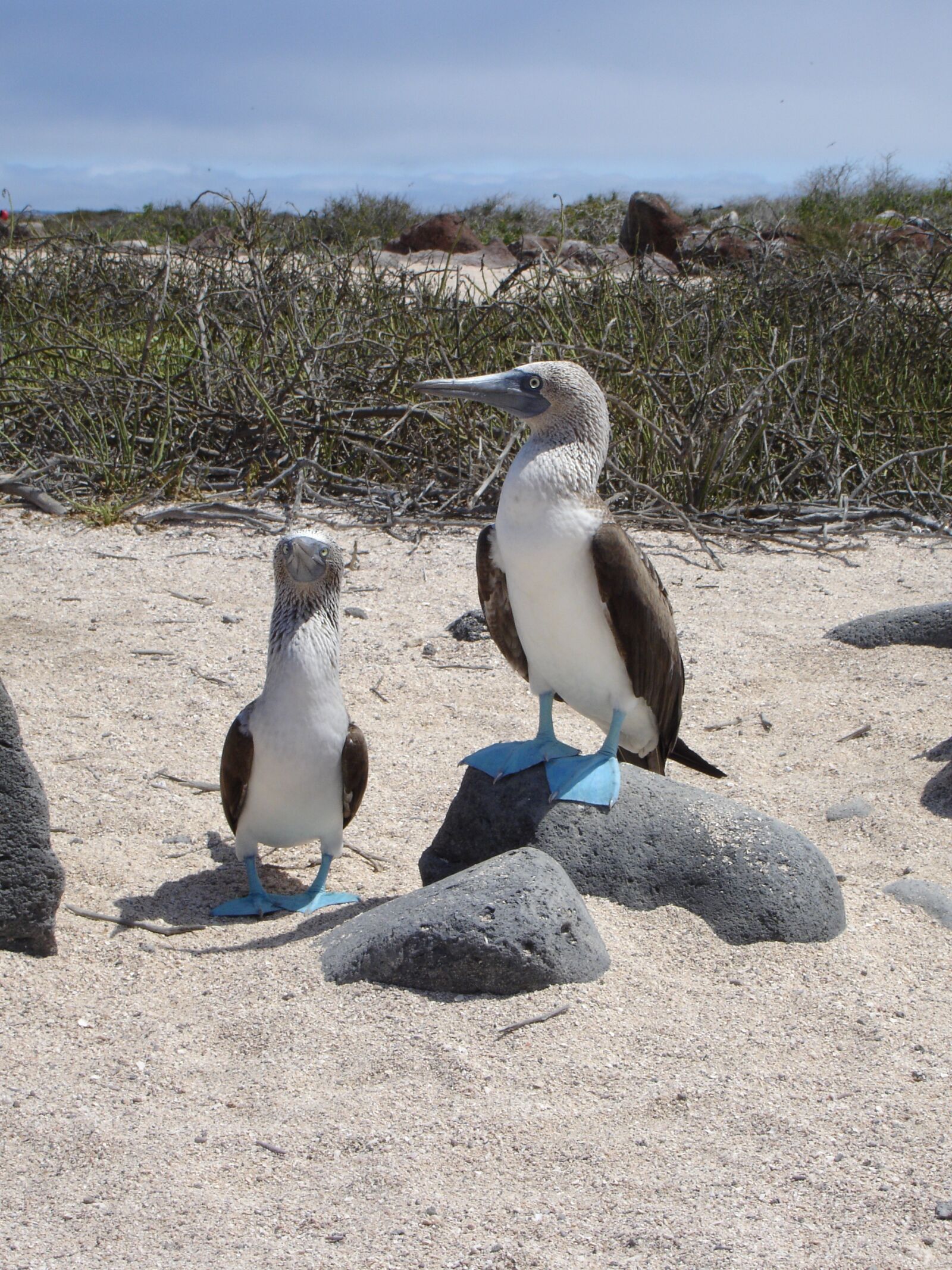 Sony DSC-P150 sample photo. Blue footed booby, galapagos photography