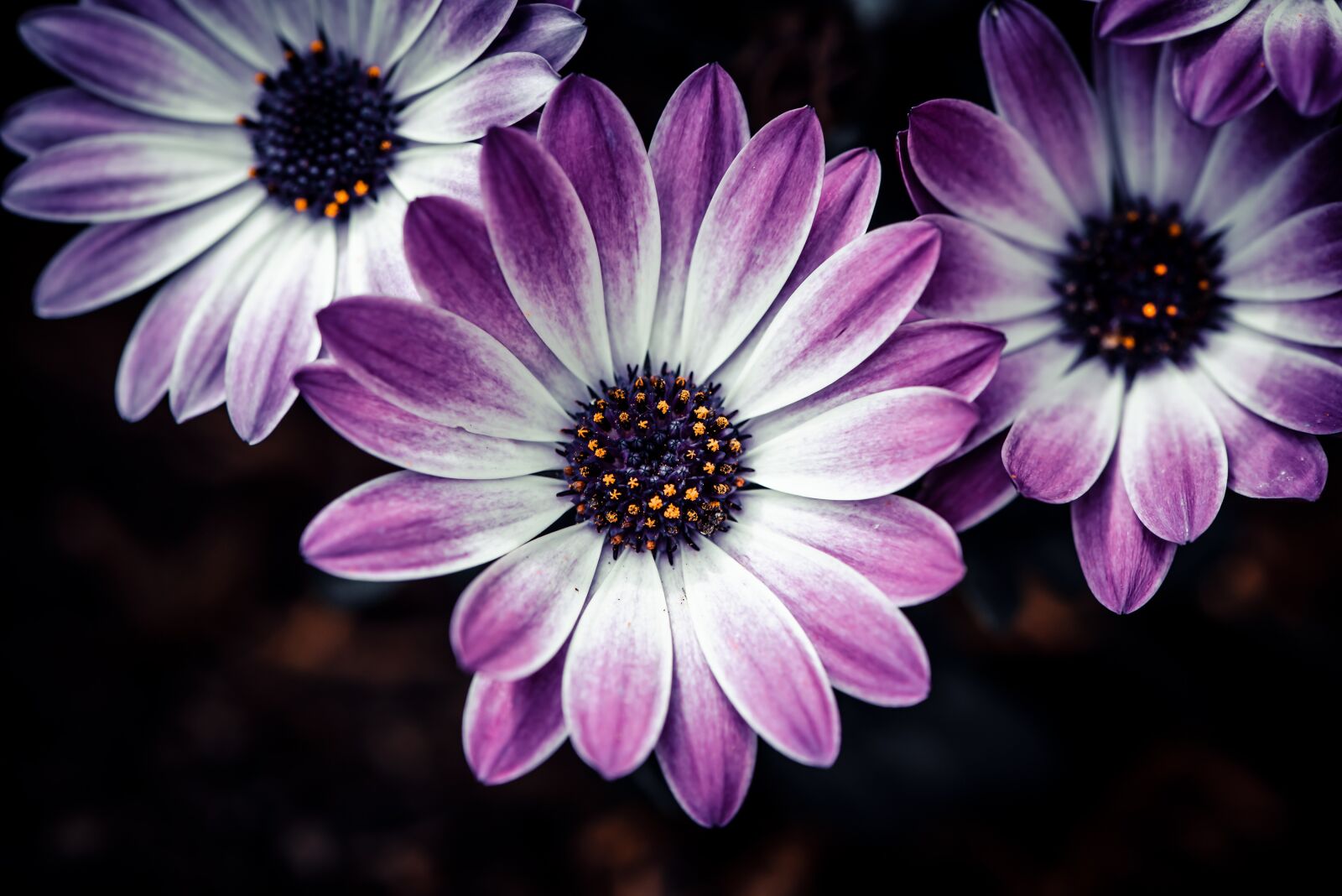 Nikon D750 sample photo. Cape daisies, flowers, bloom photography
