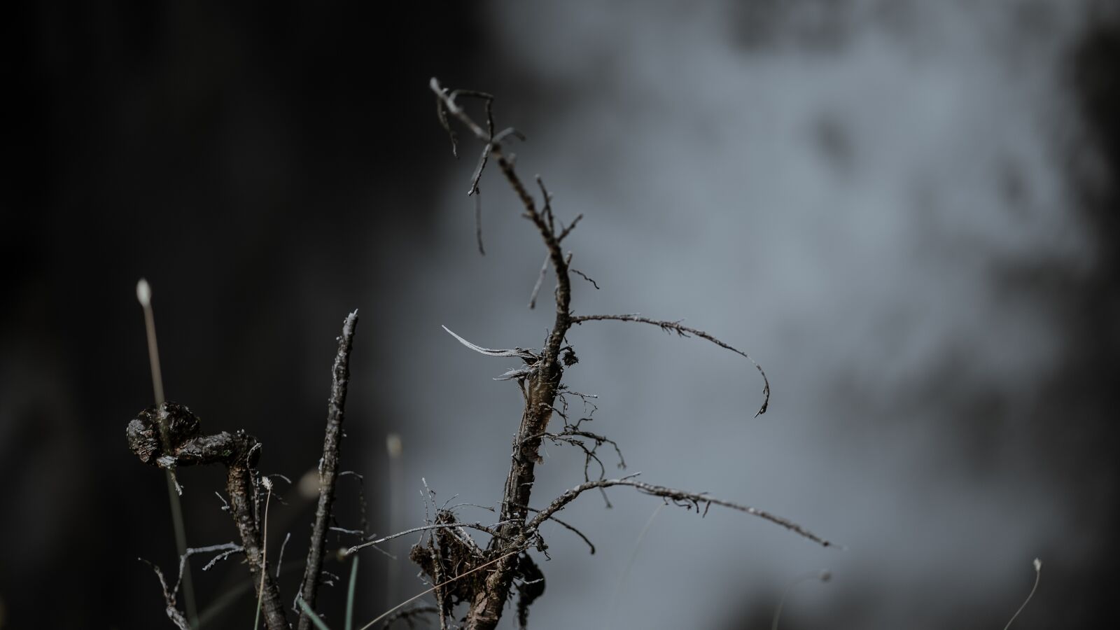 Sony a7 II + Sony FE 85mm F1.8 sample photo. Landscape, branch, waterfall photography