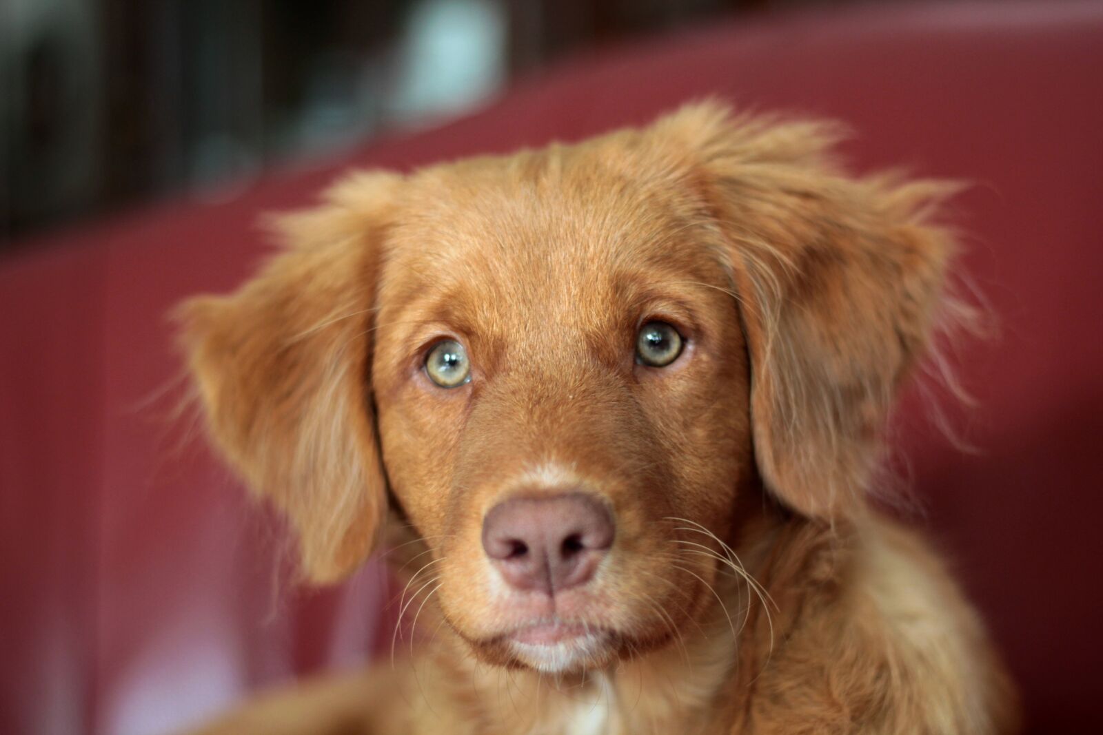 Canon EOS 600D (Rebel EOS T3i / EOS Kiss X5) + Canon EF 50mm F1.8 STM sample photo. Toller, puppy, nova scotia photography