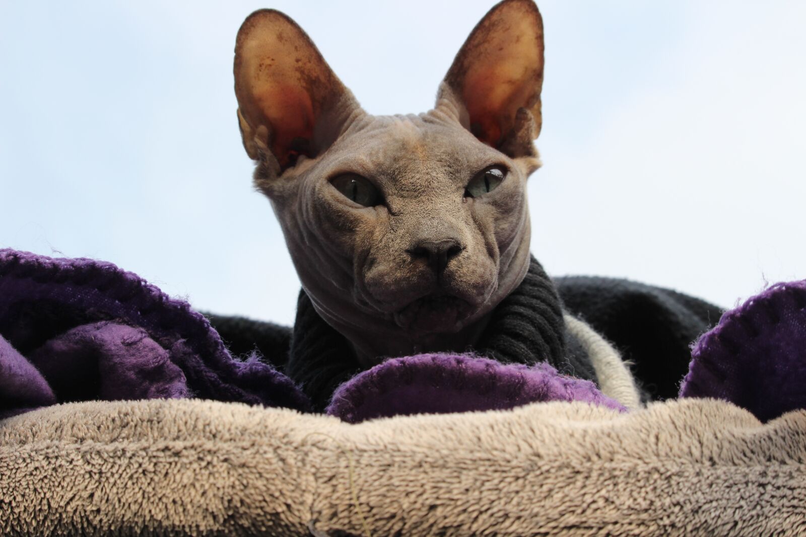 Canon EOS 100D (EOS Rebel SL1 / EOS Kiss X7) sample photo. Animals, pets, cat photography