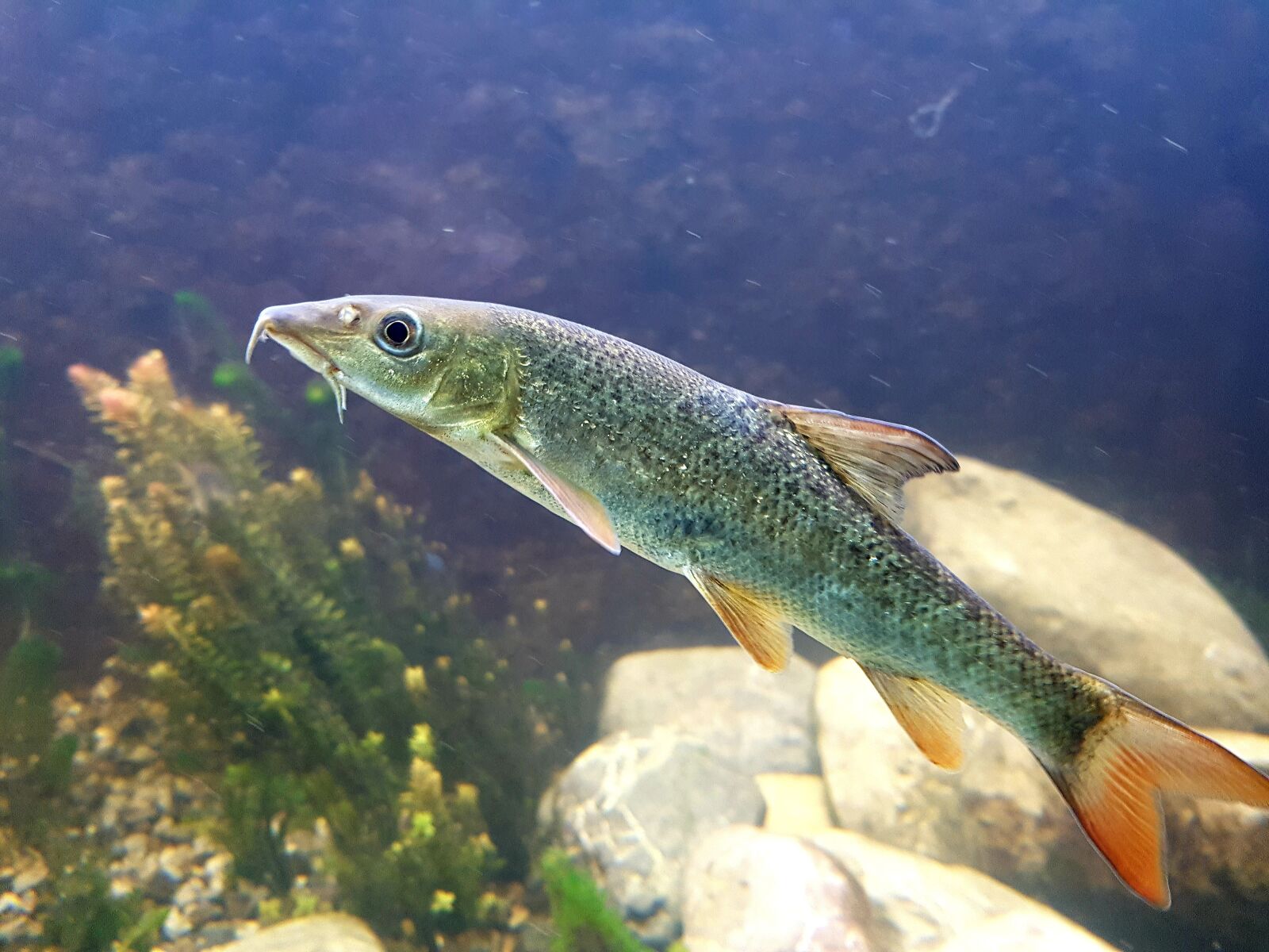 Samsung Galaxy S7 Edge sample photo. Fish, barbel, waters photography