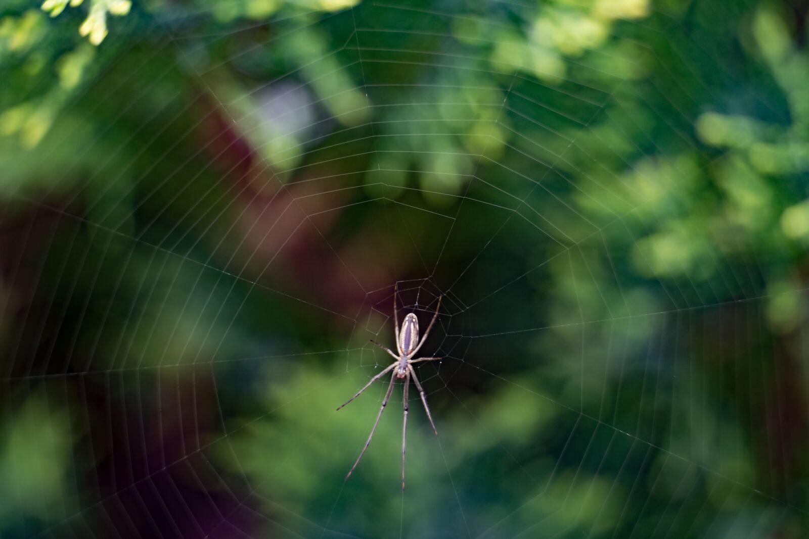Fujifilm XF 55-200mm F3.5-4.8 R LM OIS sample photo. Spider, hotel, cobweb photography