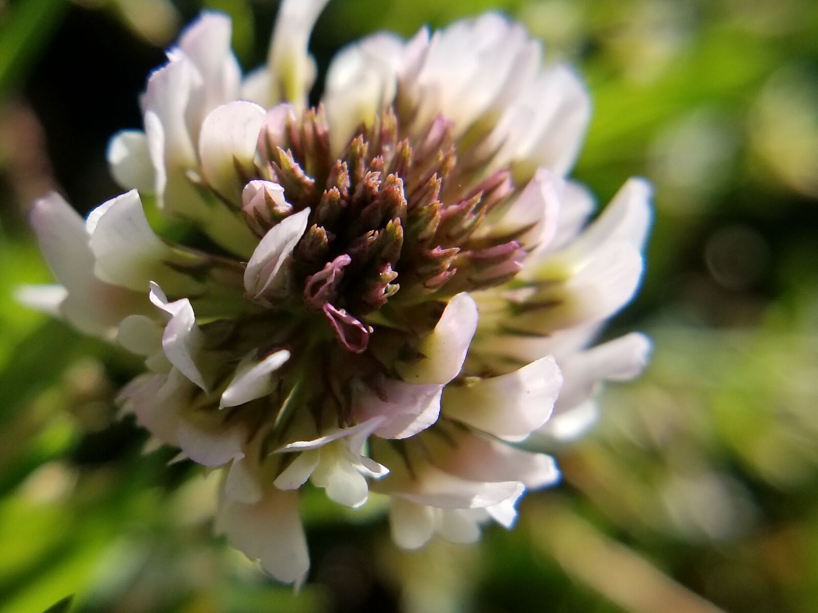 Samsung Galaxy S8 sample photo. Clover, flower, bloom photography