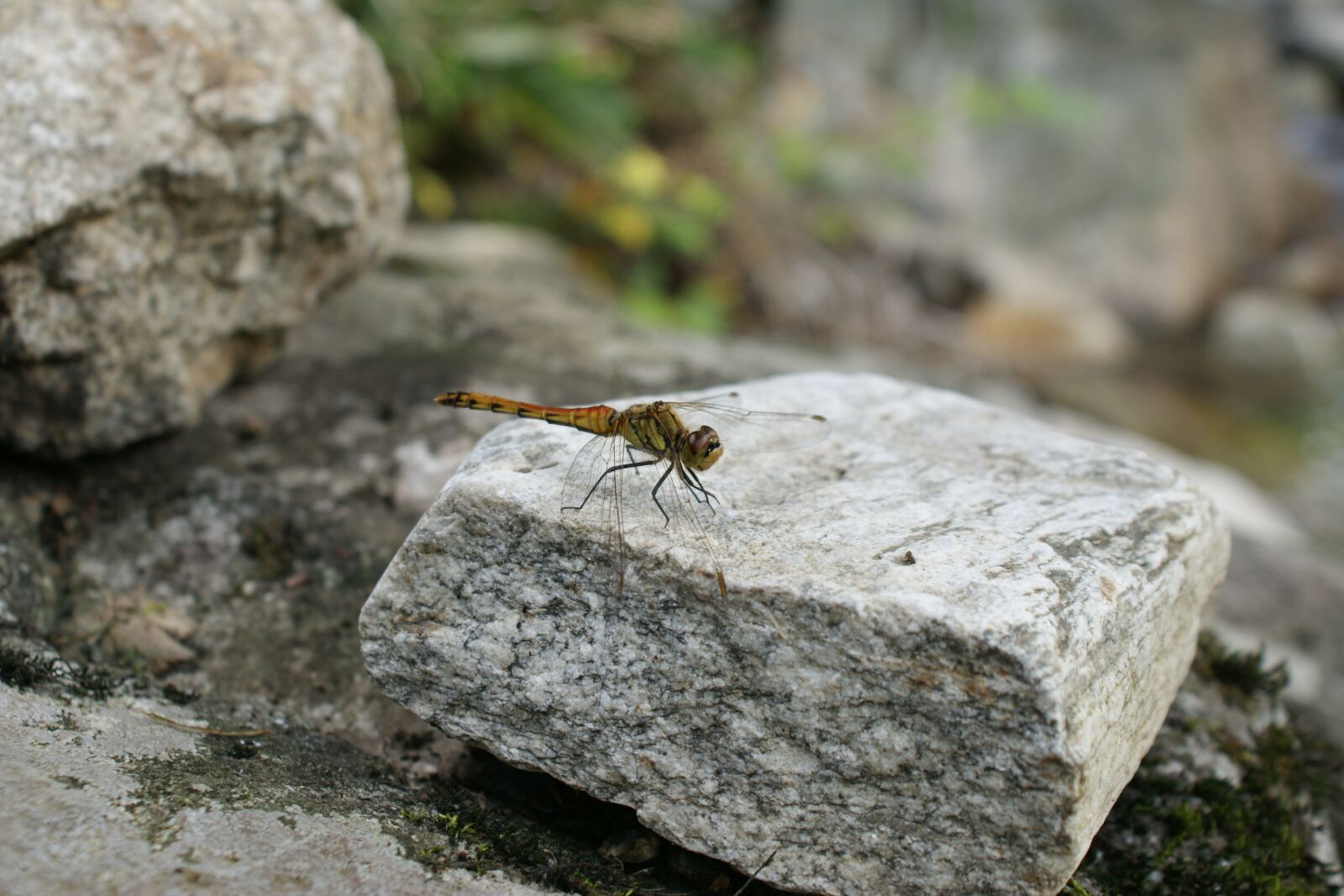 Sony Alpha DSLR-A350 sample photo. Dragonfly, nature, insects photography