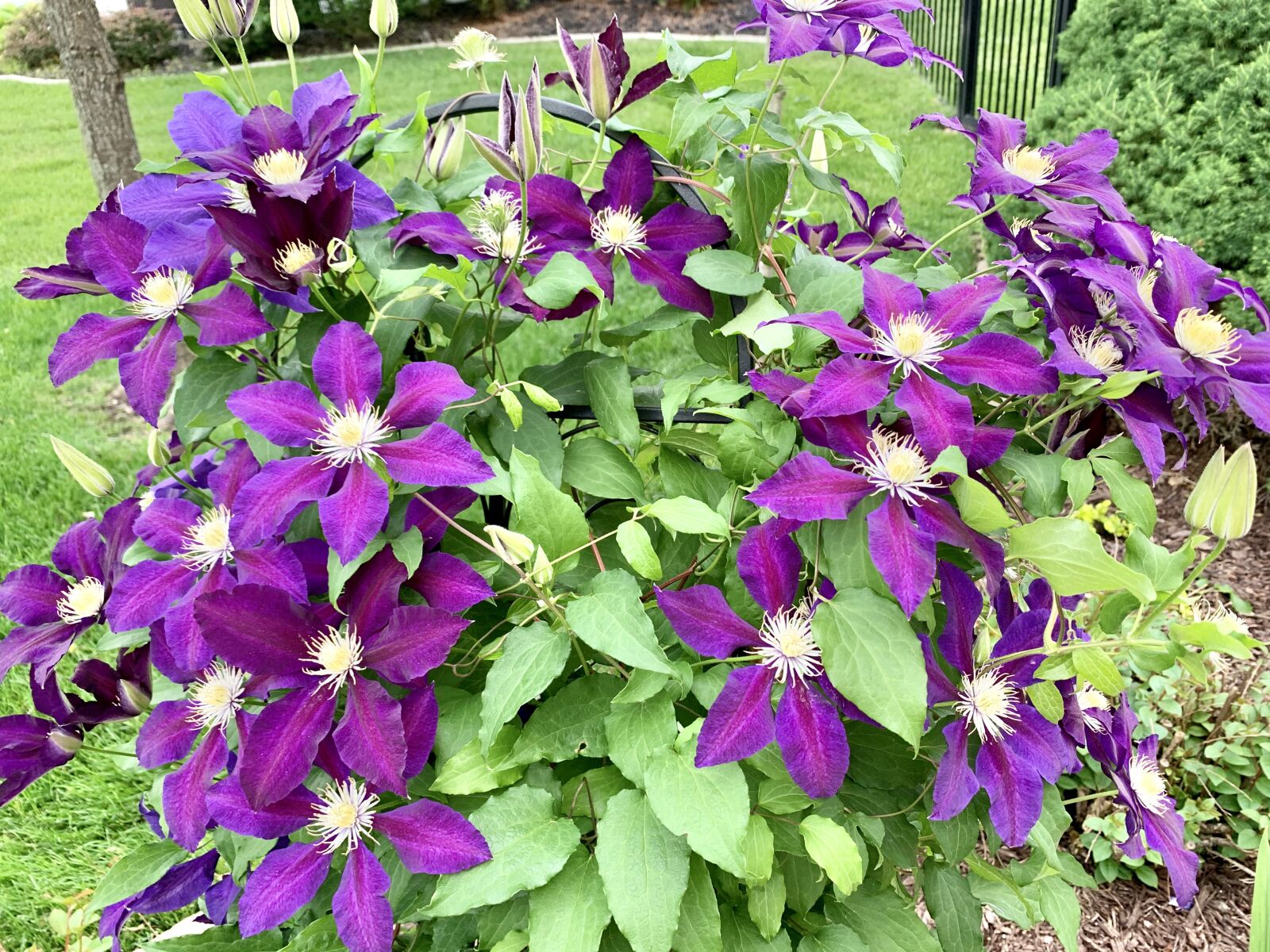 Apple iPhone XS sample photo. Purple, clematis, perennial photography
