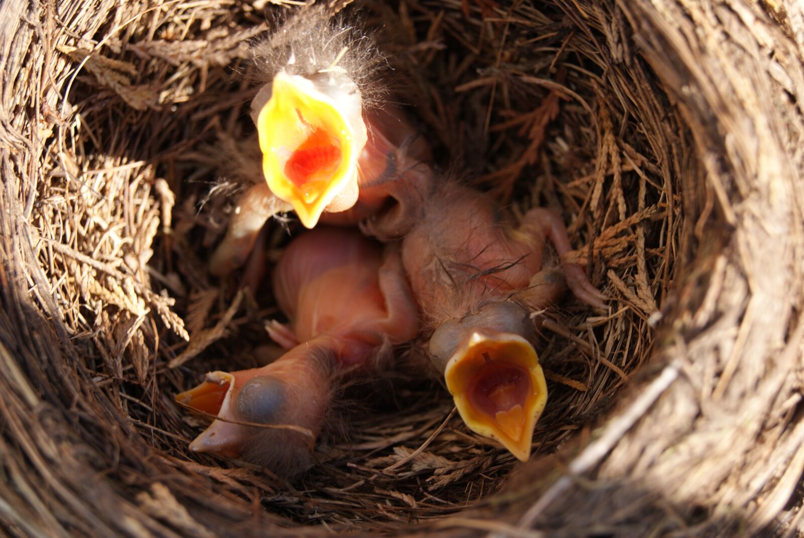 Sony Alpha DSLR-A230 sample photo. Hatchlings, chicks, birds photography