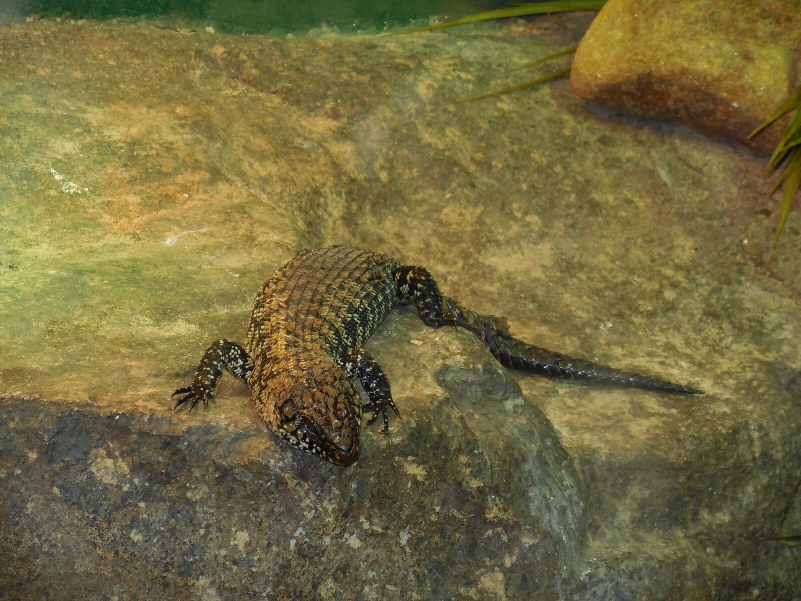 Nikon Coolpix S6500 sample photo. Lizard, terrestrial lizard, black photography