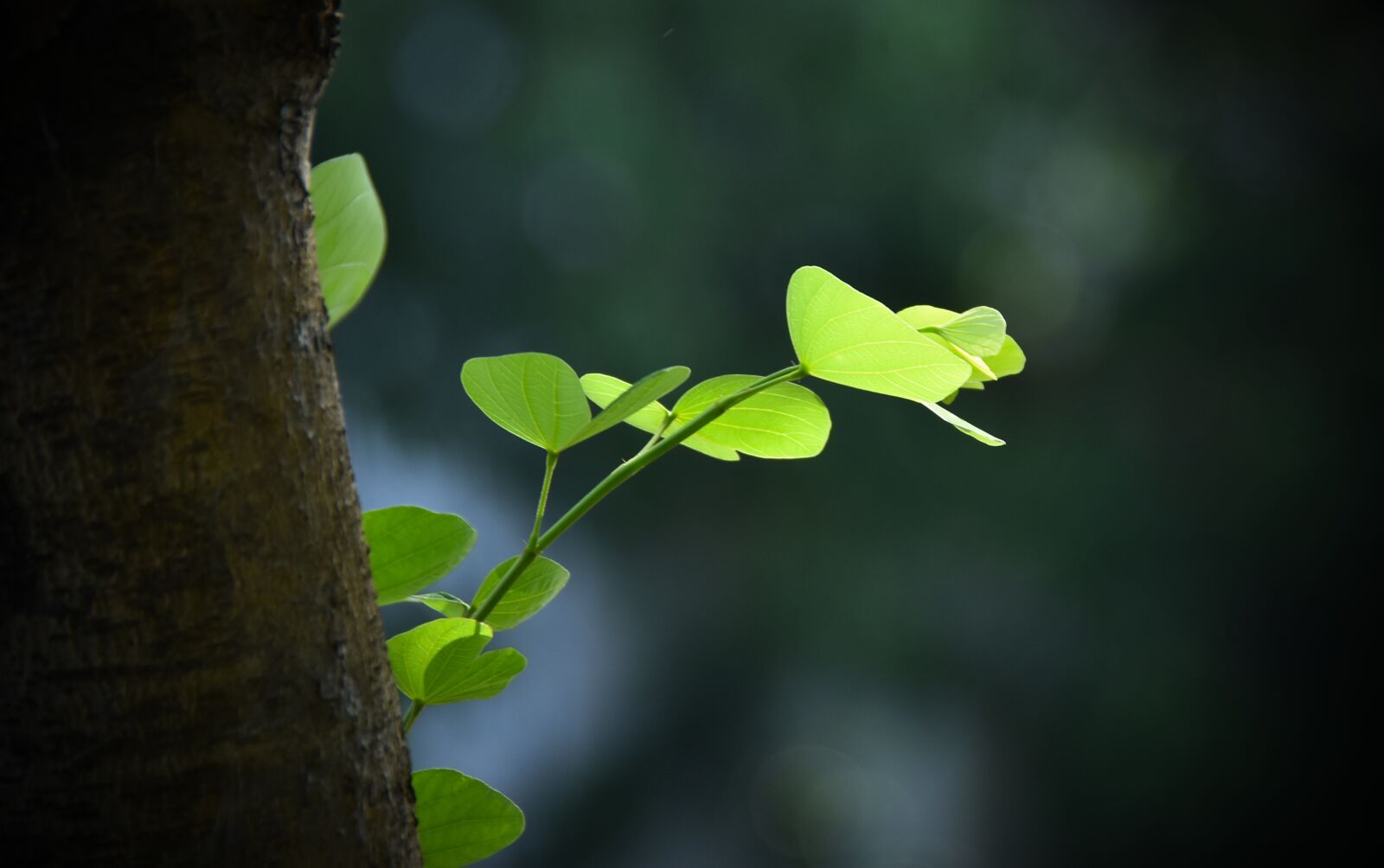 Nikon D7200 sample photo. Green leaf, sunshine, bright photography