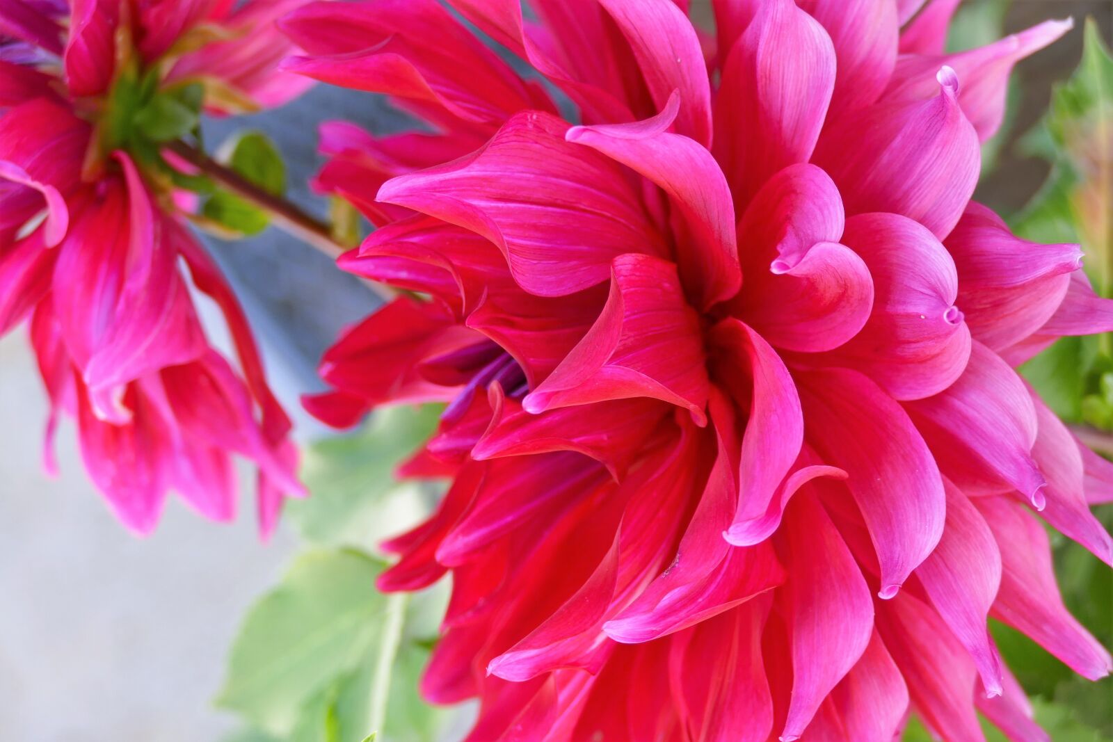 Panasonic Lumix DMC-FZ1000 sample photo. Dahlia, flower, blossom photography