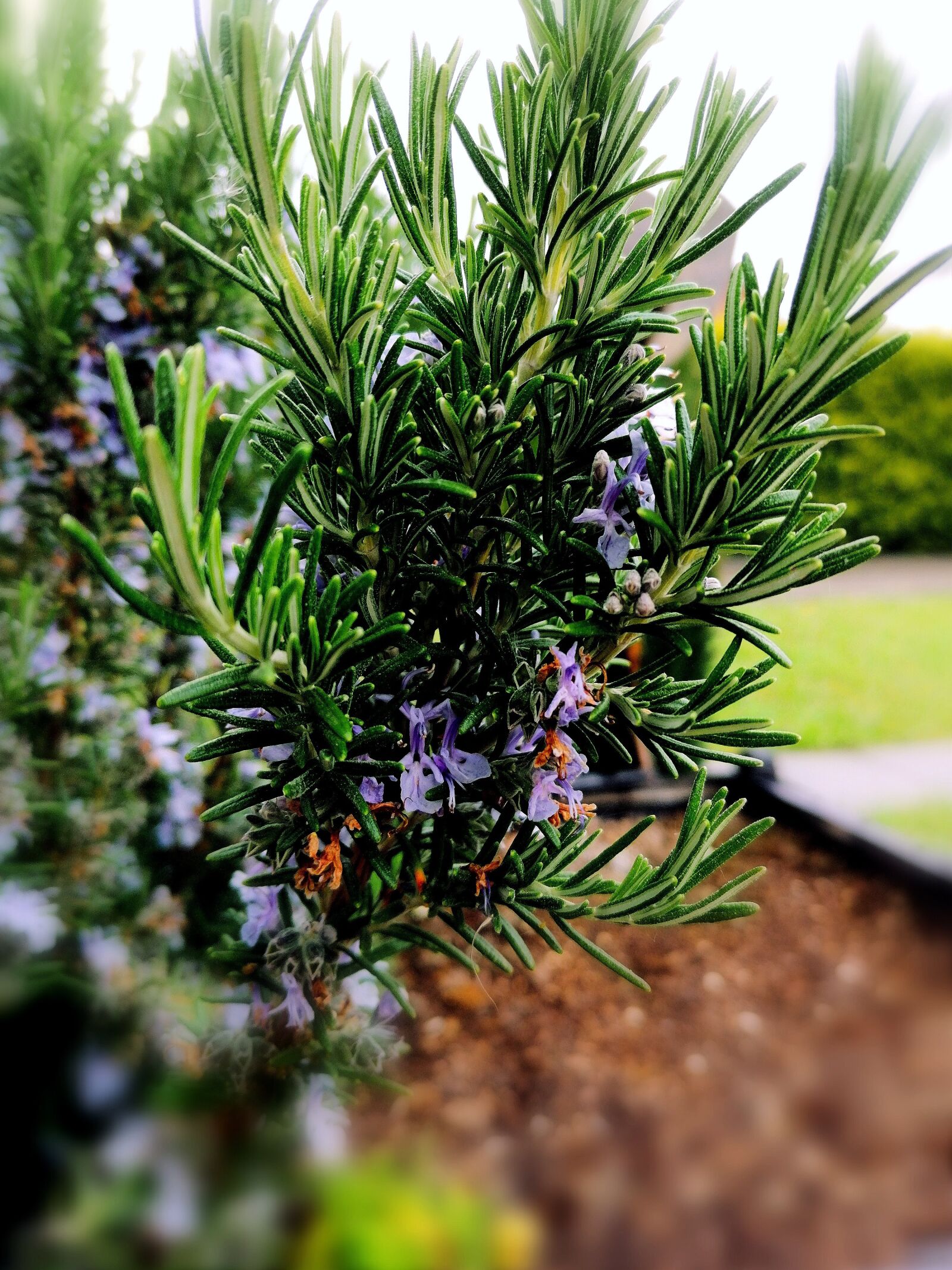 HUAWEI P30 LITE sample photo. Rosmarin, rosemary, blume photography