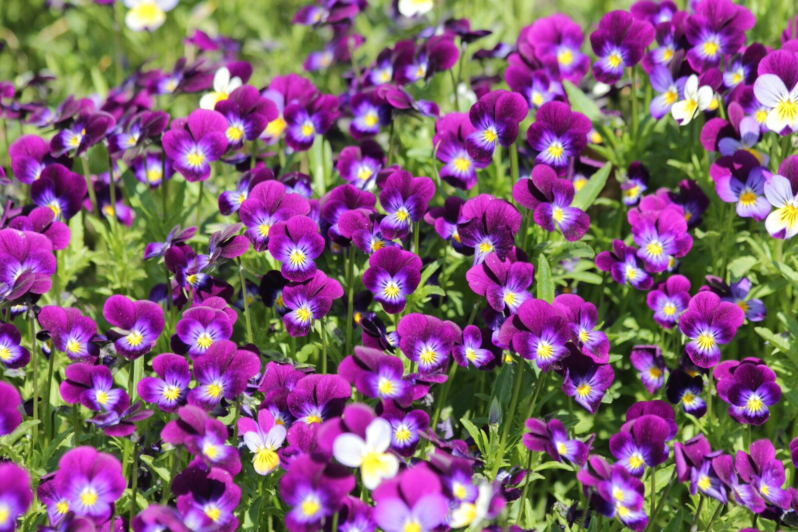 Canon EOS 650D (EOS Rebel T4i / EOS Kiss X6i) sample photo. Pansies, violets, viola photography