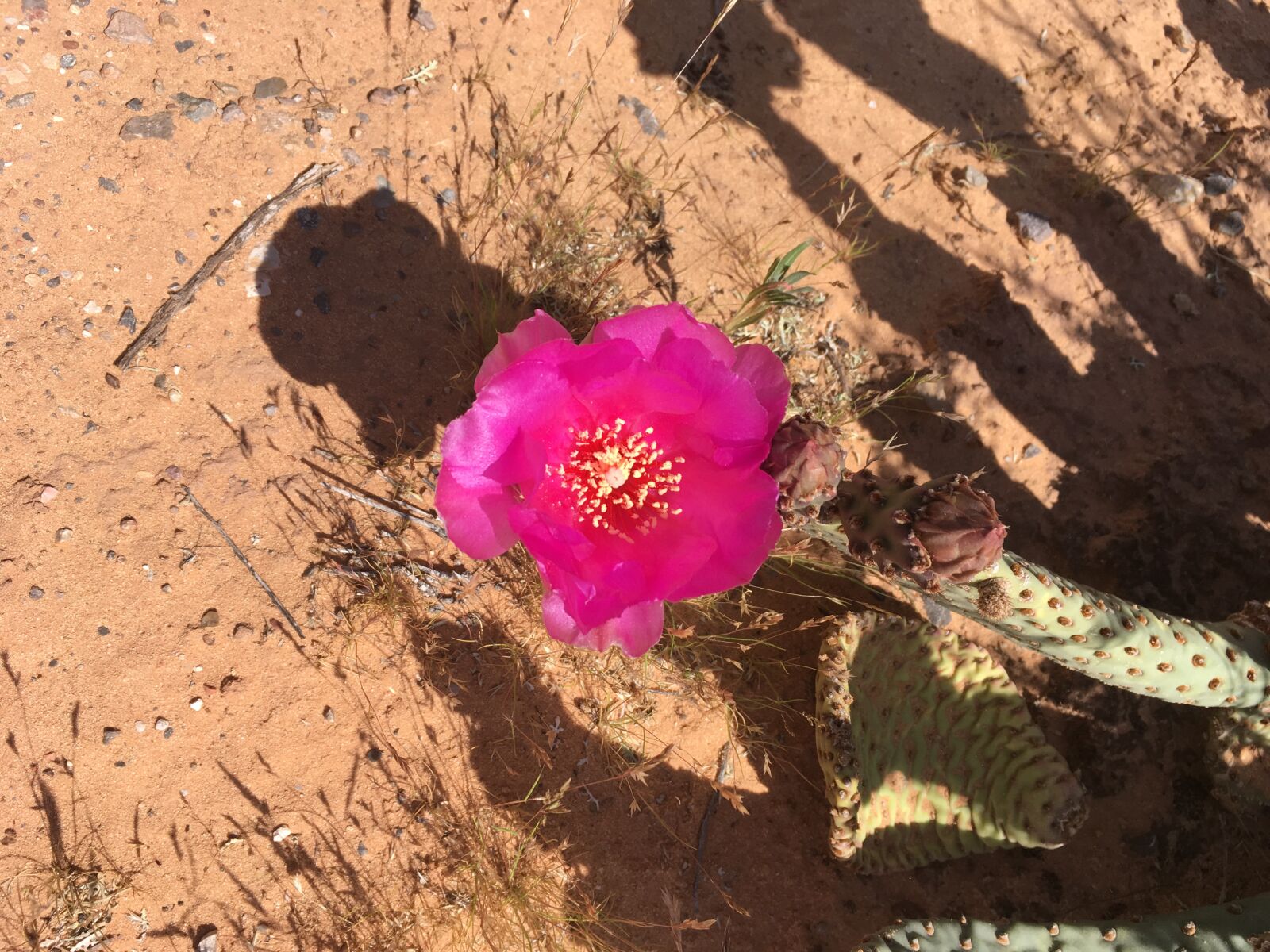 iPhone SE back camera 4.15mm f/2.2 sample photo. Flower, desert, nature photography