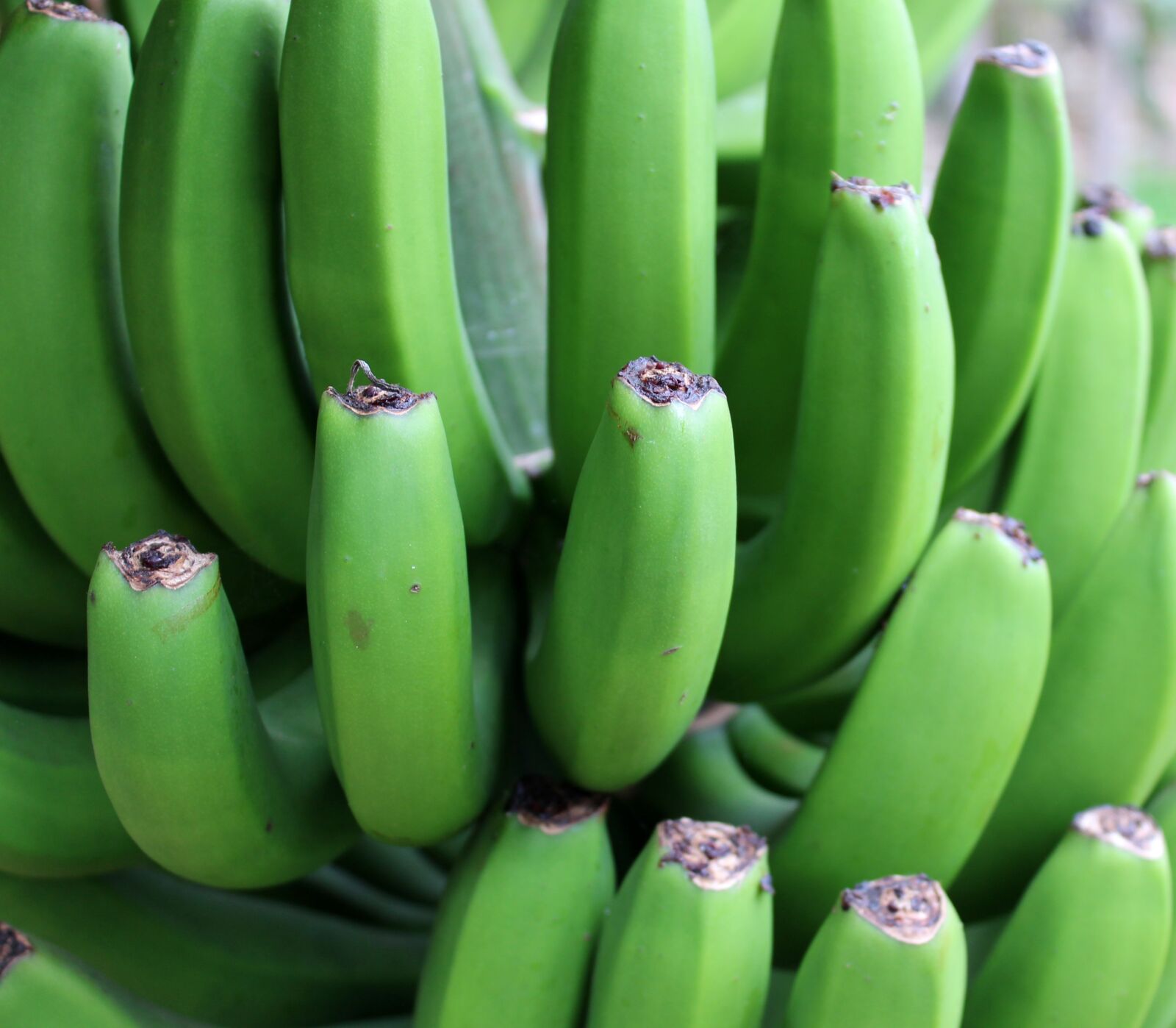 Canon EOS 650D (EOS Rebel T4i / EOS Kiss X6i) sample photo. Banana, green, shrub photography