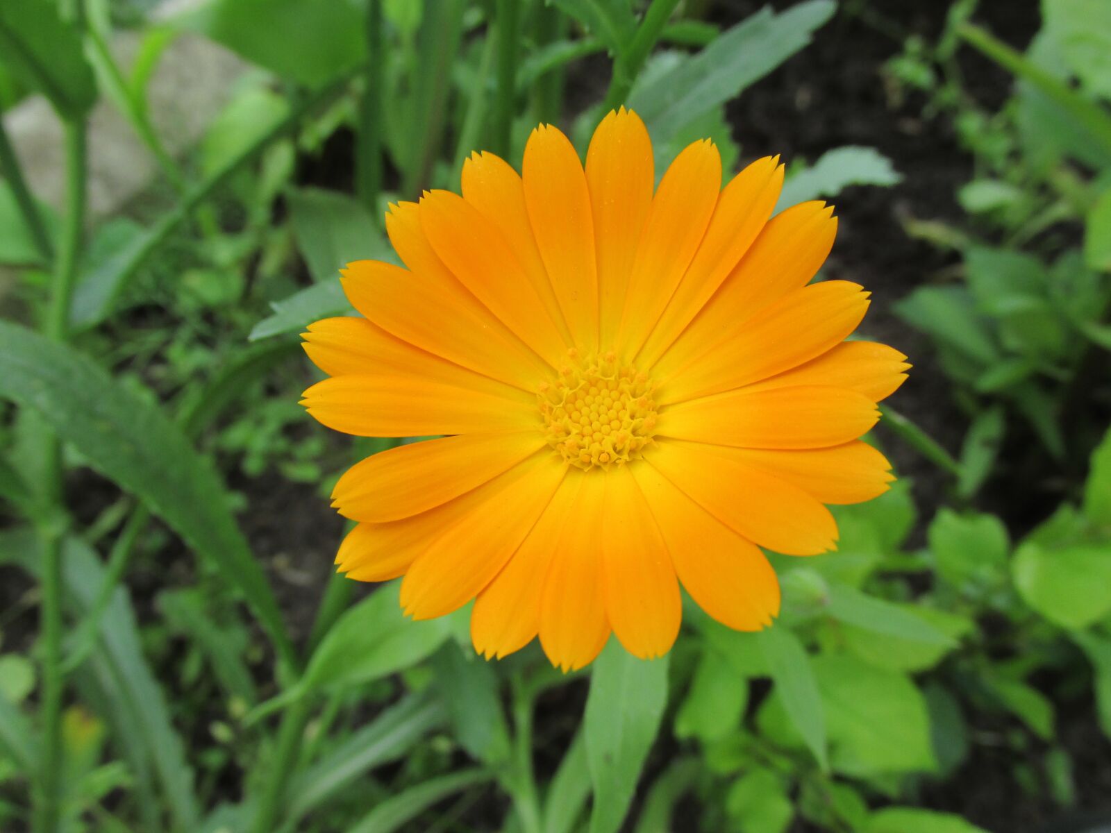 Canon PowerShot SX160 IS sample photo. Orange, flower, blossom photography