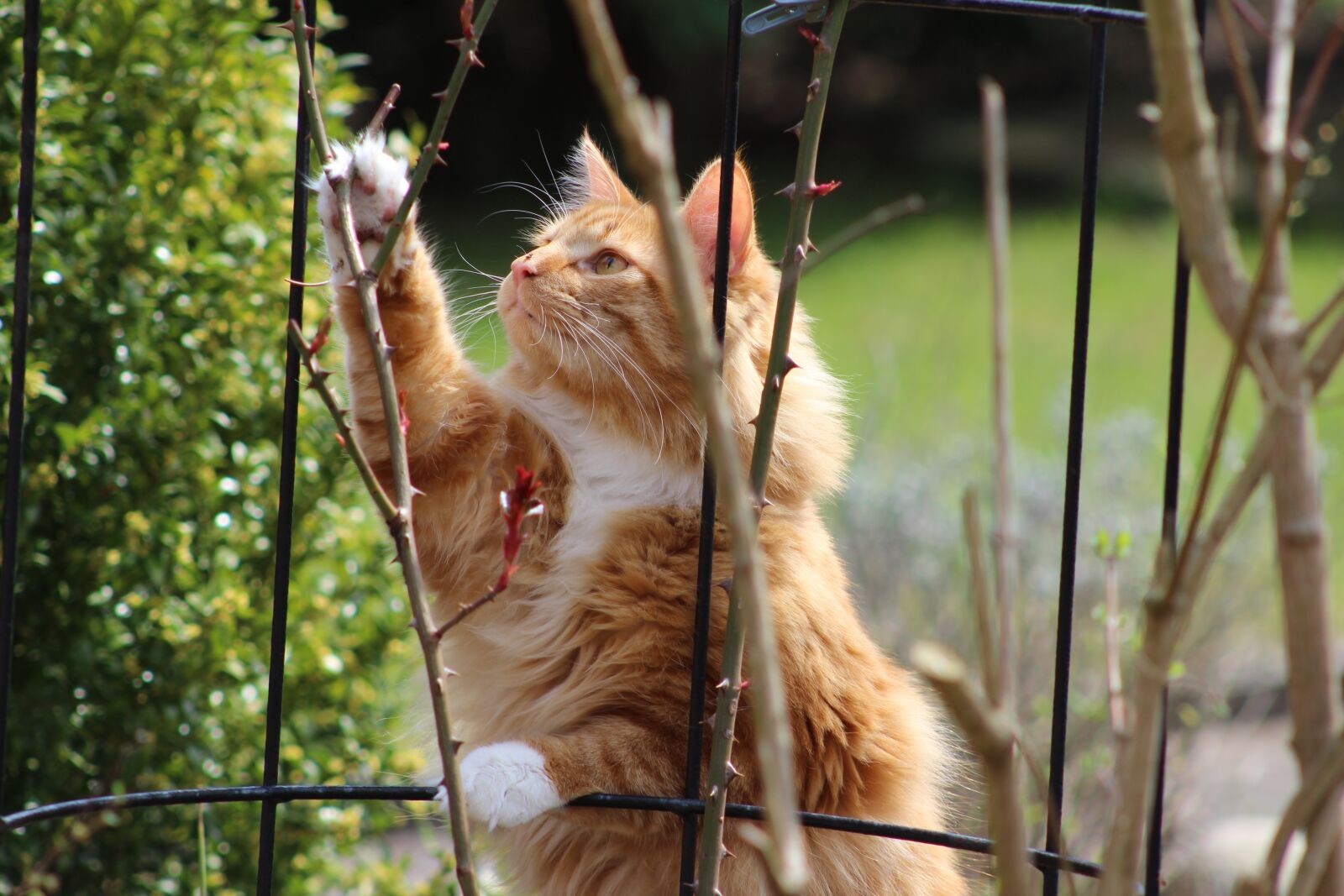 Canon EF 75-300mm f/4-5.6 sample photo. Cat in the garden photography