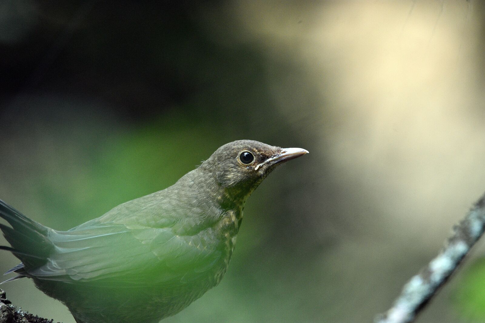 Nikon D3400 sample photo. Bird, birds, spring photography