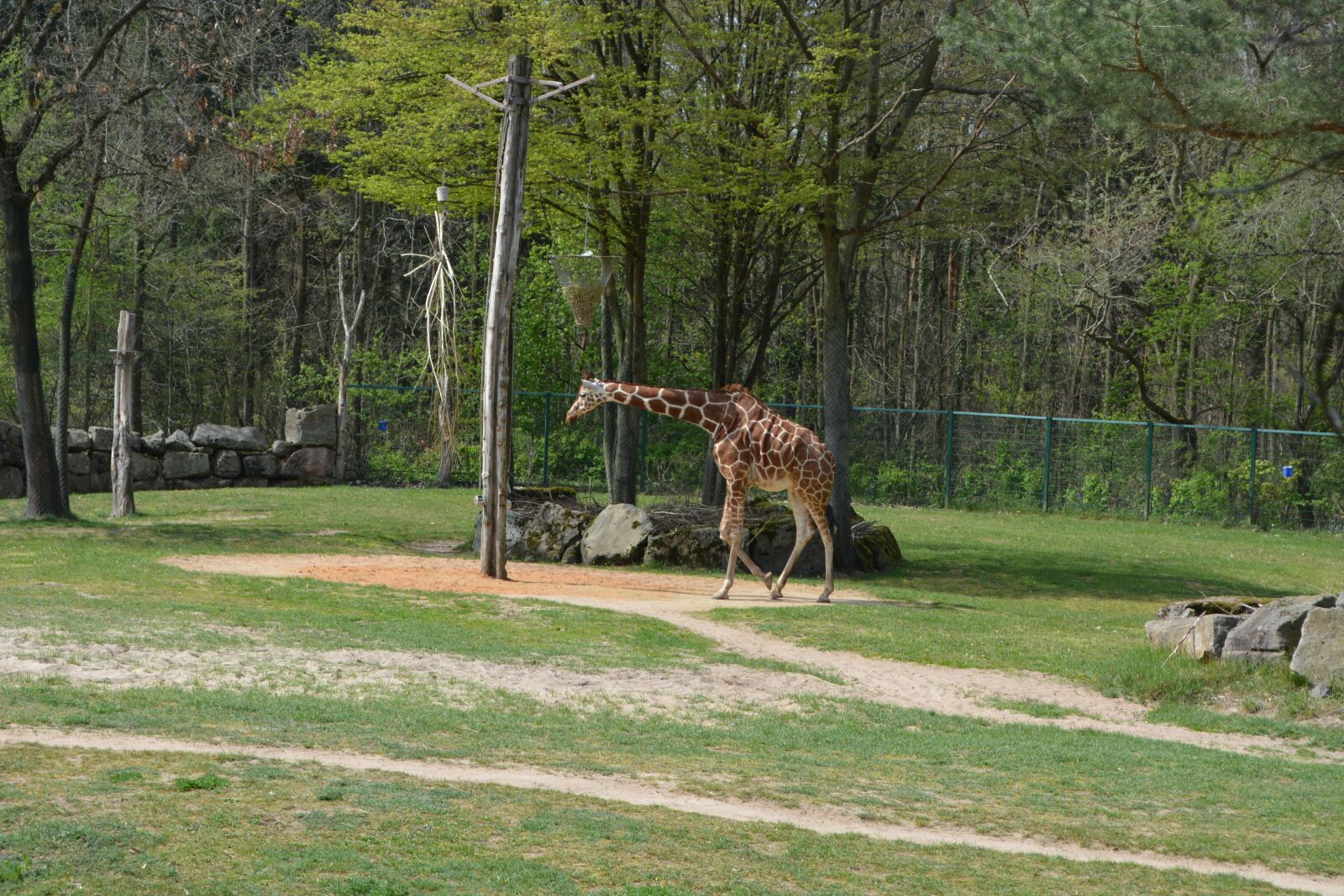 Nikon D5200 sample photo. Giraffe, zoo, tiergarten photography