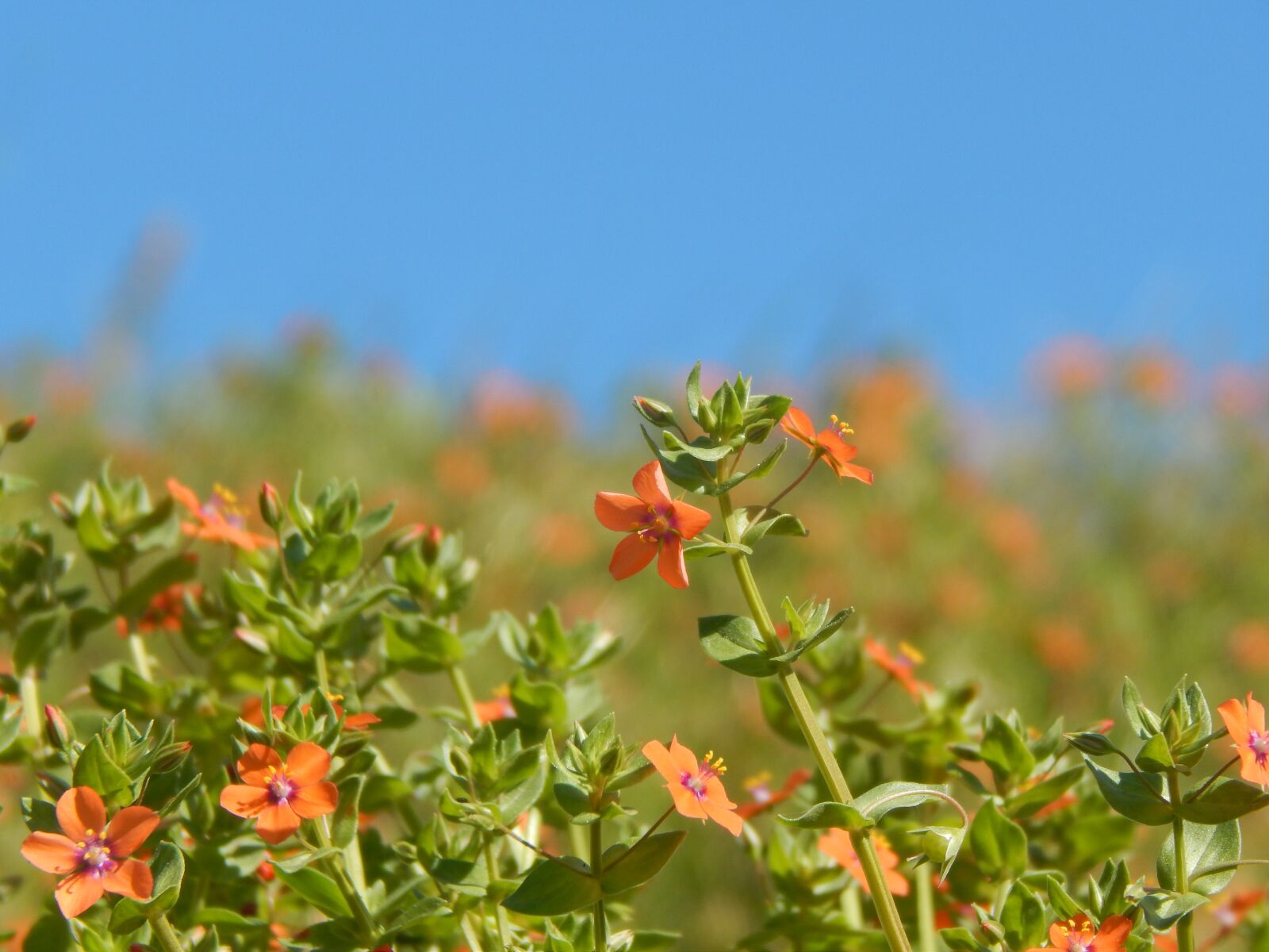 Nikon Coolpix L820 sample photo. Wild flowers, summer, flowers photography