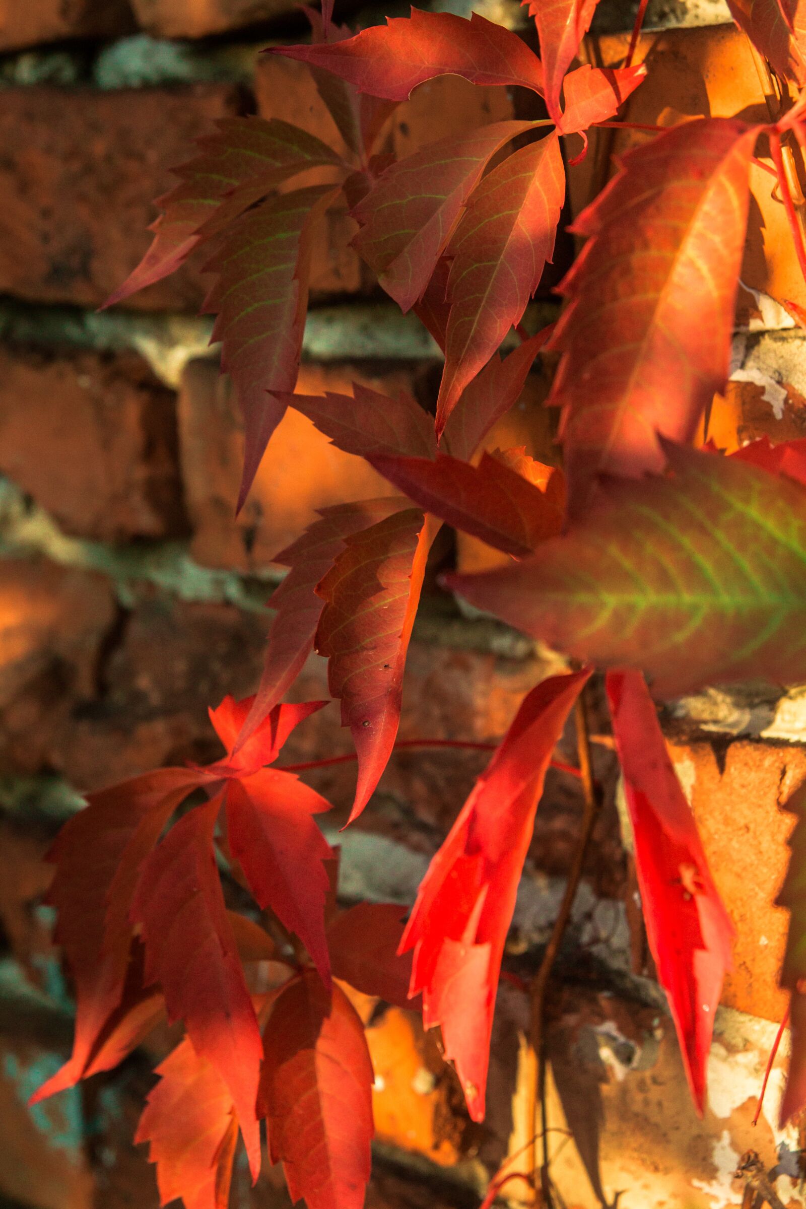 Canon EOS 700D (EOS Rebel T5i / EOS Kiss X7i) sample photo. Autumn, foliage, colorful photography