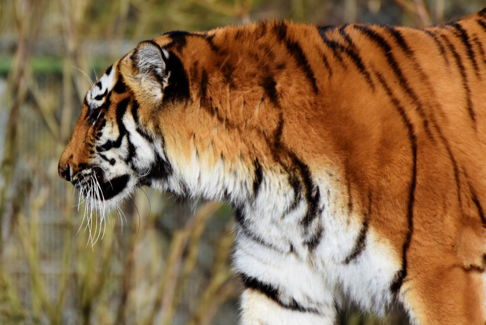 Nikon D7200 sample photo. Tiger, big cat, predator photography