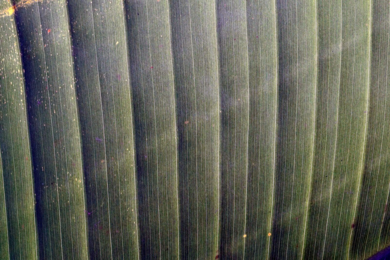 Nikon D3300 sample photo. Green leaf, sunshine, macro photography