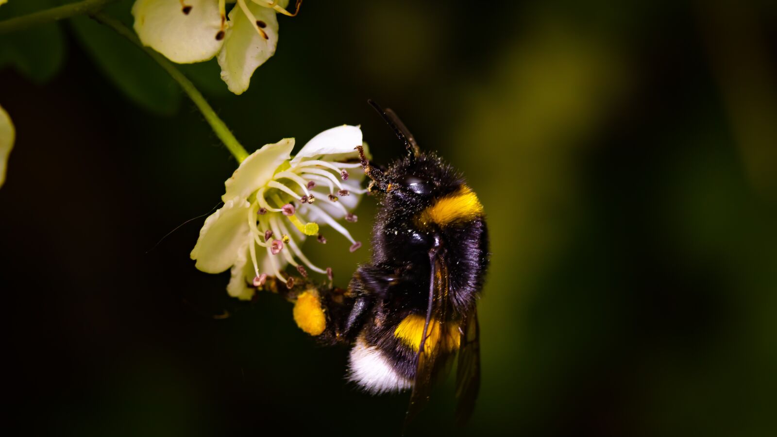 Canon EOS 80D sample photo. Blossom, bloom, insect photography