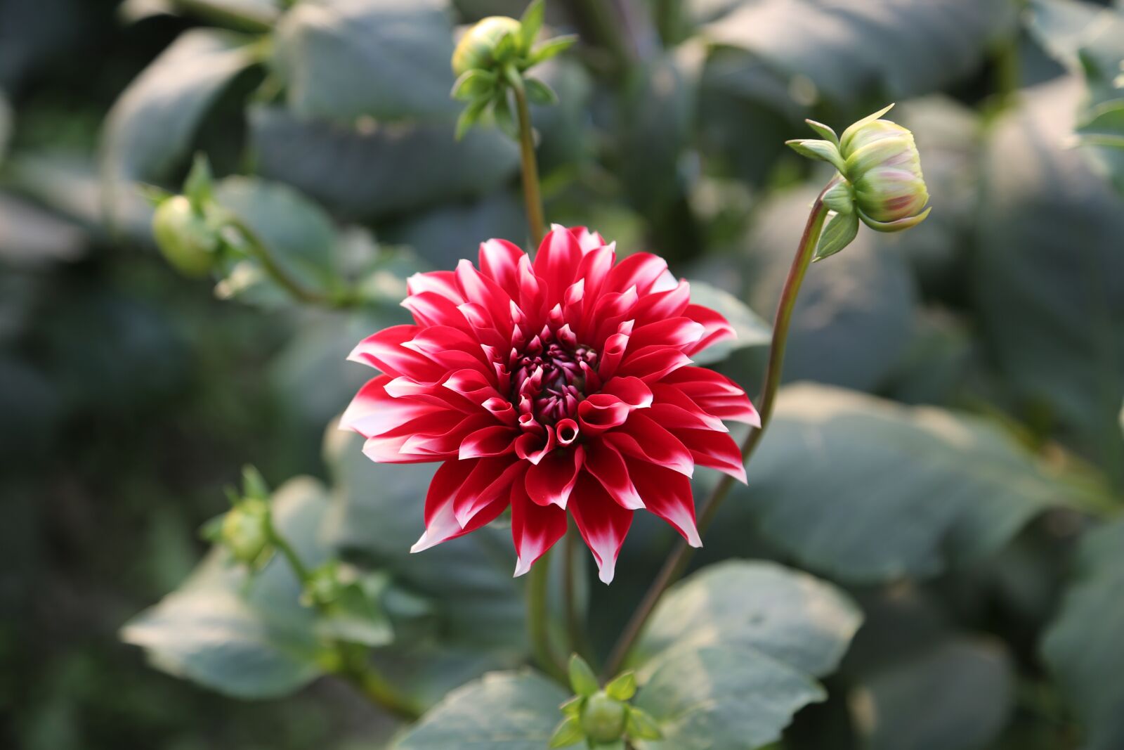 Canon EF 24-105mm F4L IS USM sample photo. Flower, garden, nature photography