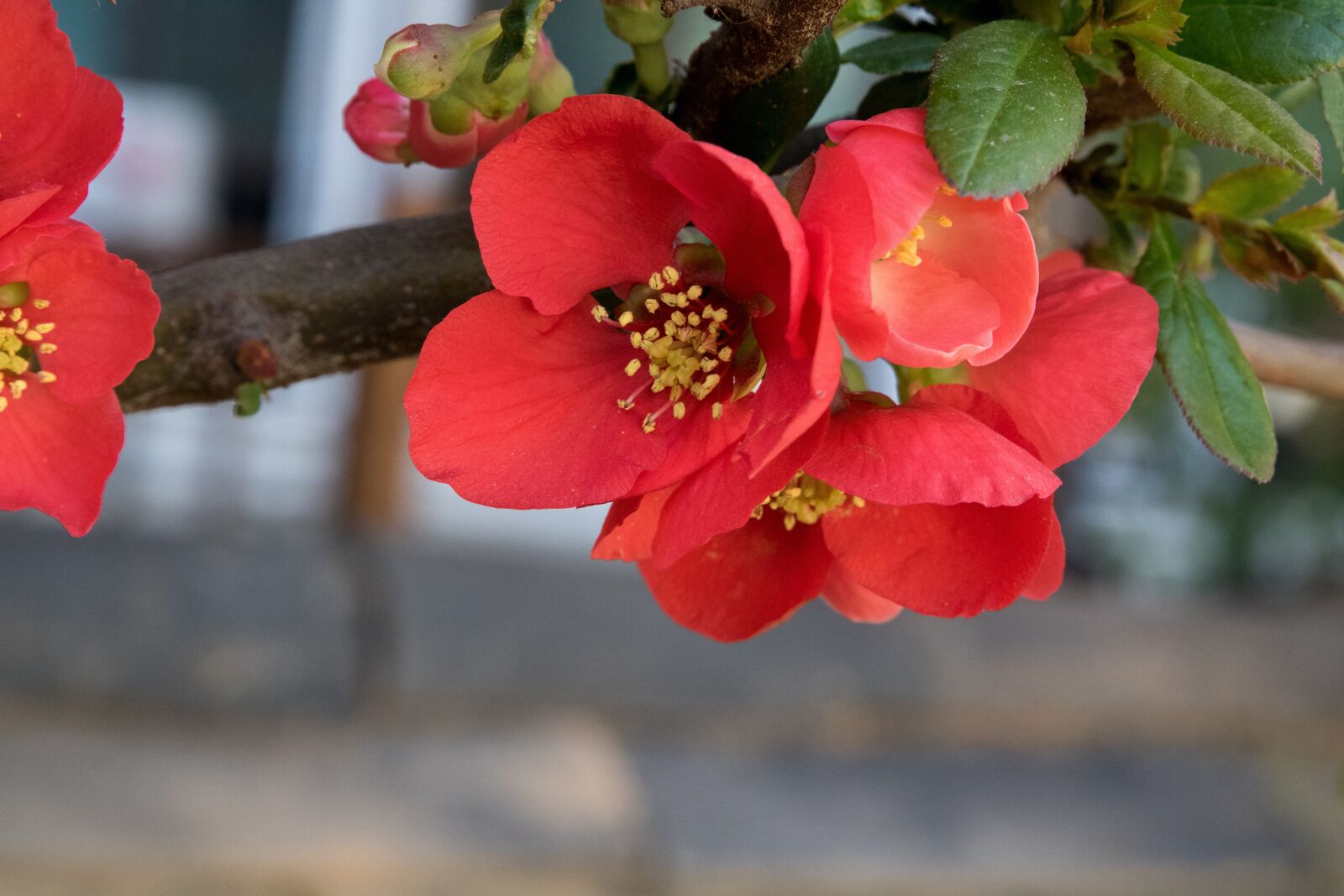 Canon EOS 750D (EOS Rebel T6i / EOS Kiss X8i) sample photo. Flowers, nature, plants photography