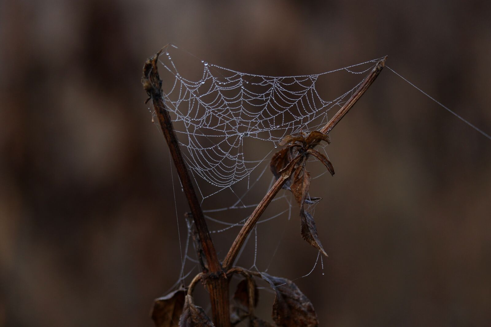 Canon EF-S 60mm F2.8 Macro USM sample photo. Spider web, drops, dew photography