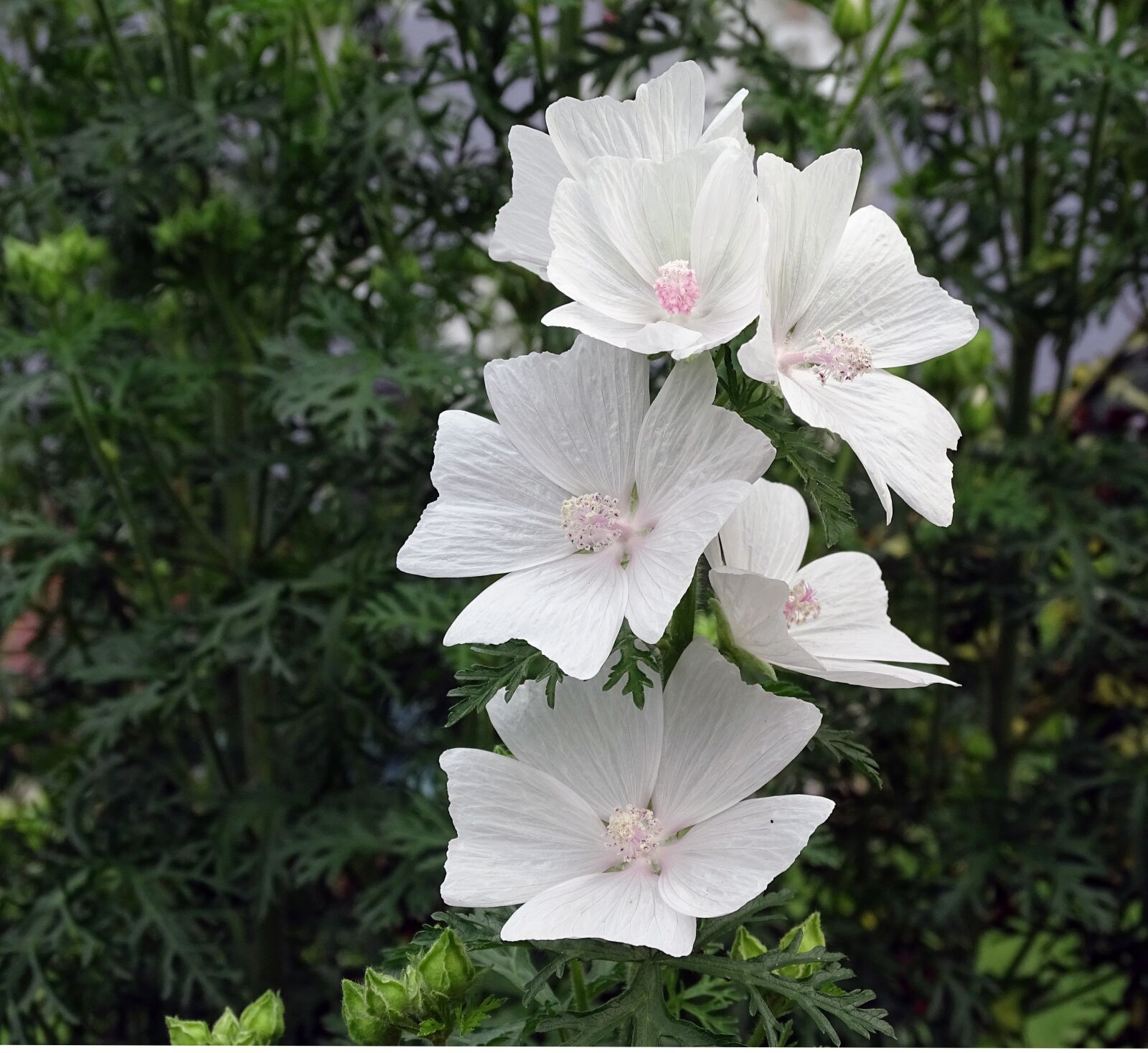 Sony Cyber-shot DSC-HX400V sample photo. Mallow, musk mallow, flower photography