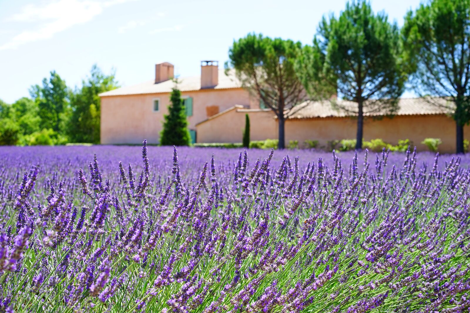 Sony a7 + Sony Sonnar T* FE 55mm F1.8 ZA sample photo. Lavender, estate, property photography