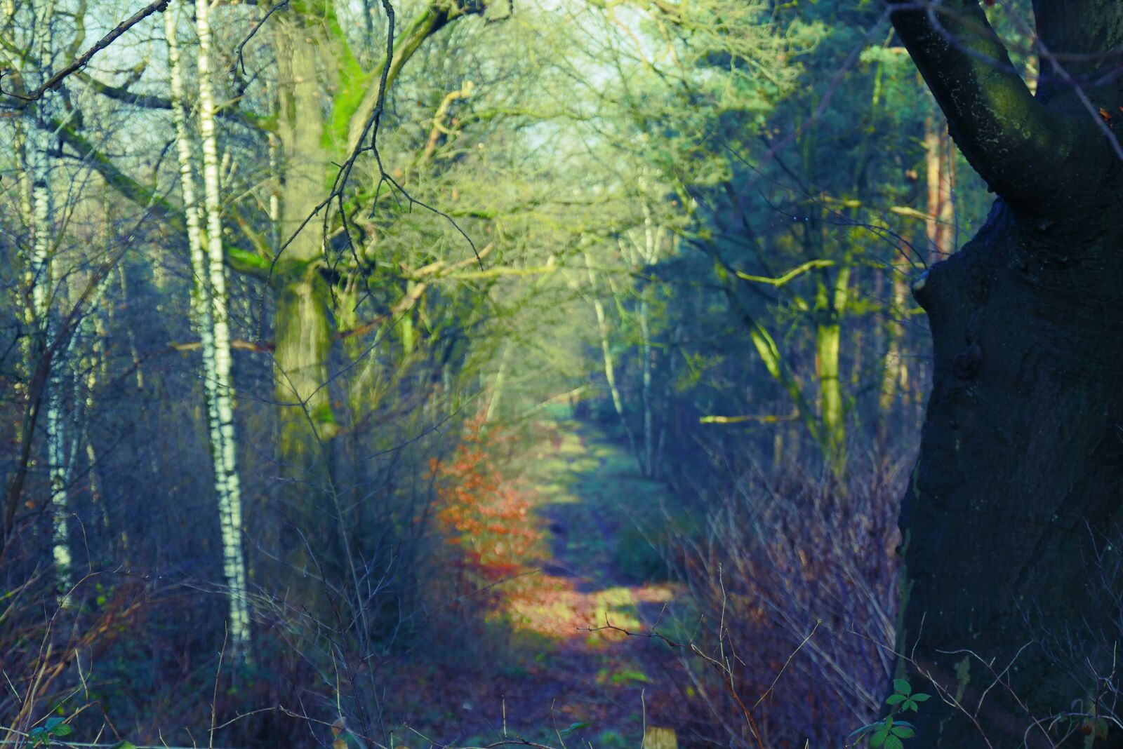Panasonic Lumix DMC-G85 (Lumix DMC-G80) sample photo. Forest, forest path, vote photography