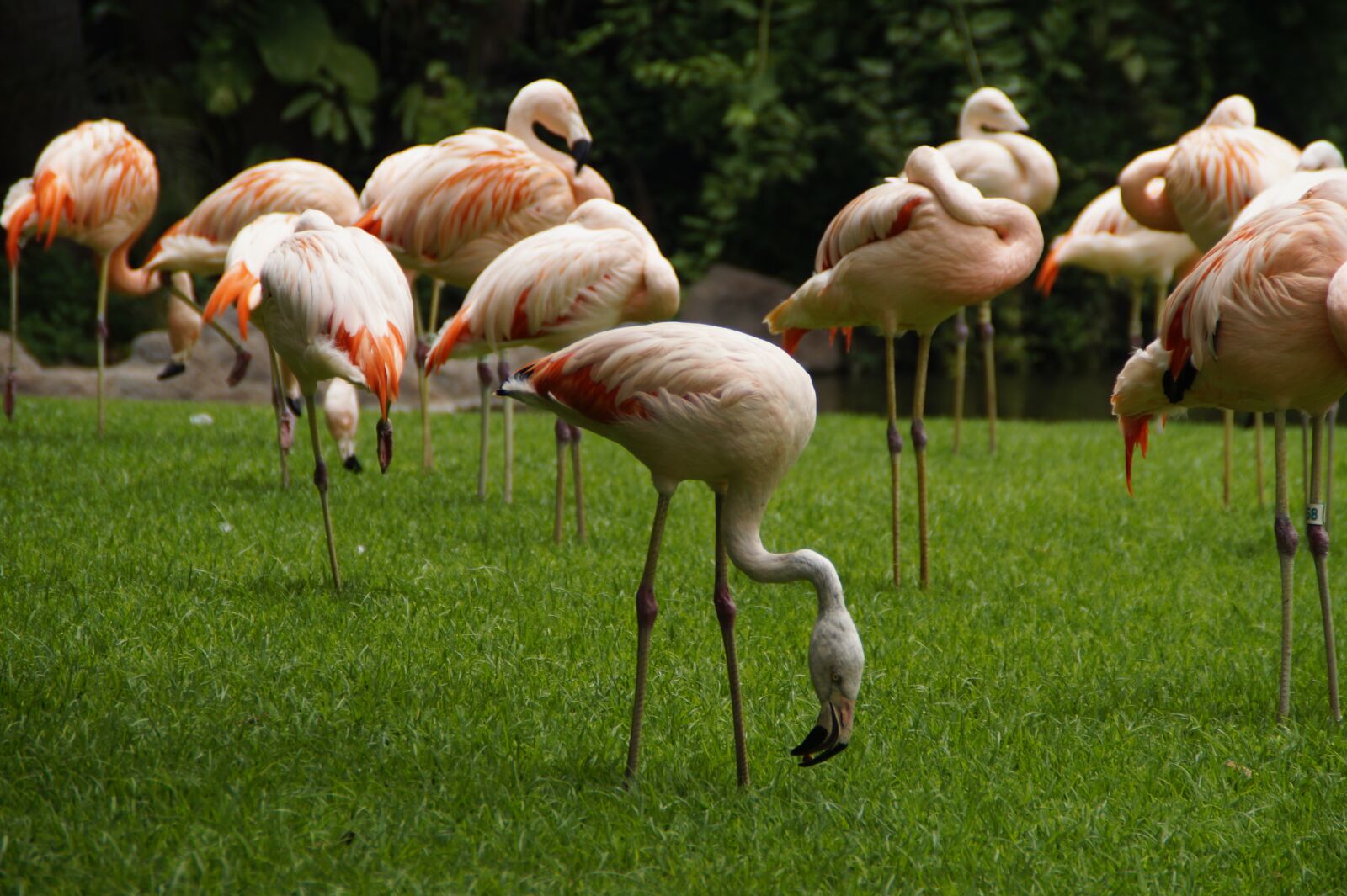 Sony SLT-A58 sample photo. Flamingos, pink flamingos, birds photography