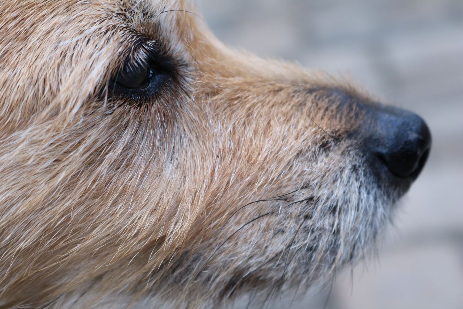 Canon EOS 750D (EOS Rebel T6i / EOS Kiss X8i) sample photo. Dog, snout, pet photography