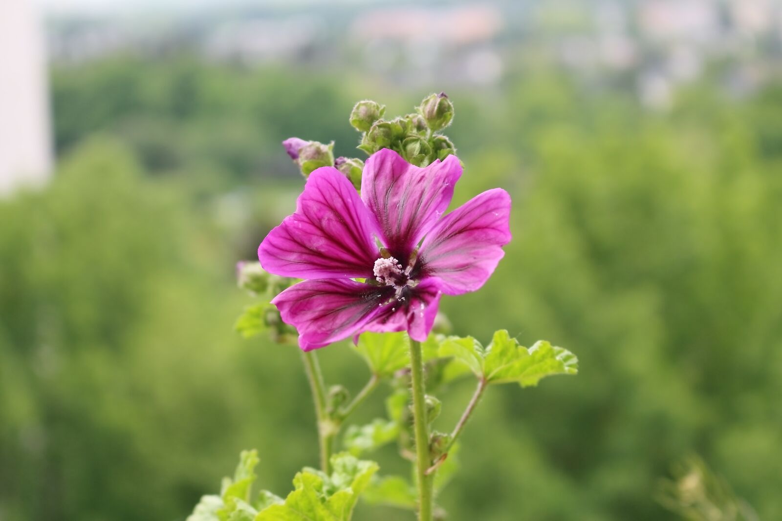 Canon EOS 700D (EOS Rebel T5i / EOS Kiss X7i) sample photo. цветы, лес, природа photography