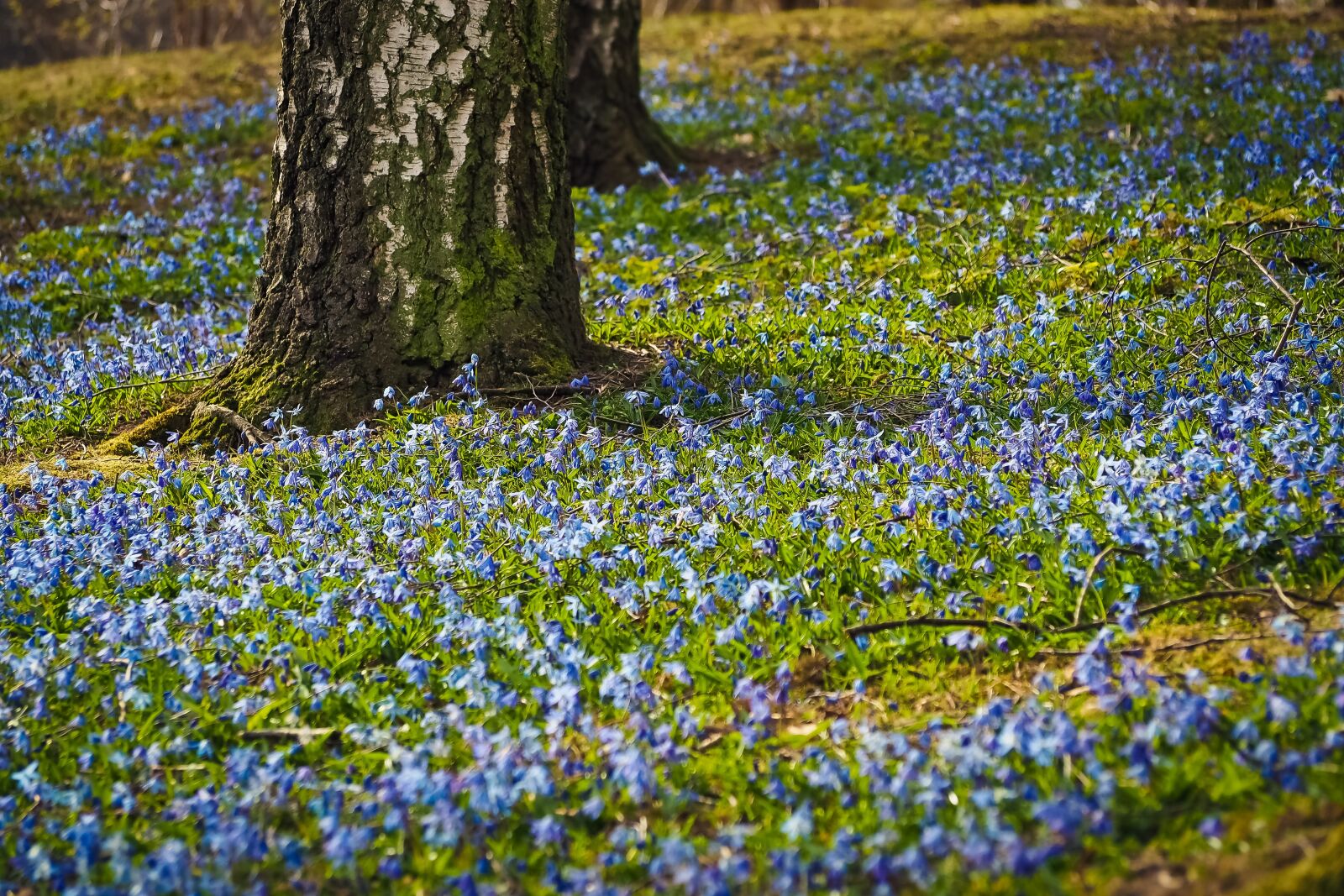 Olympus OM-D E-M10 sample photo. Bluebell, flowers, blue photography