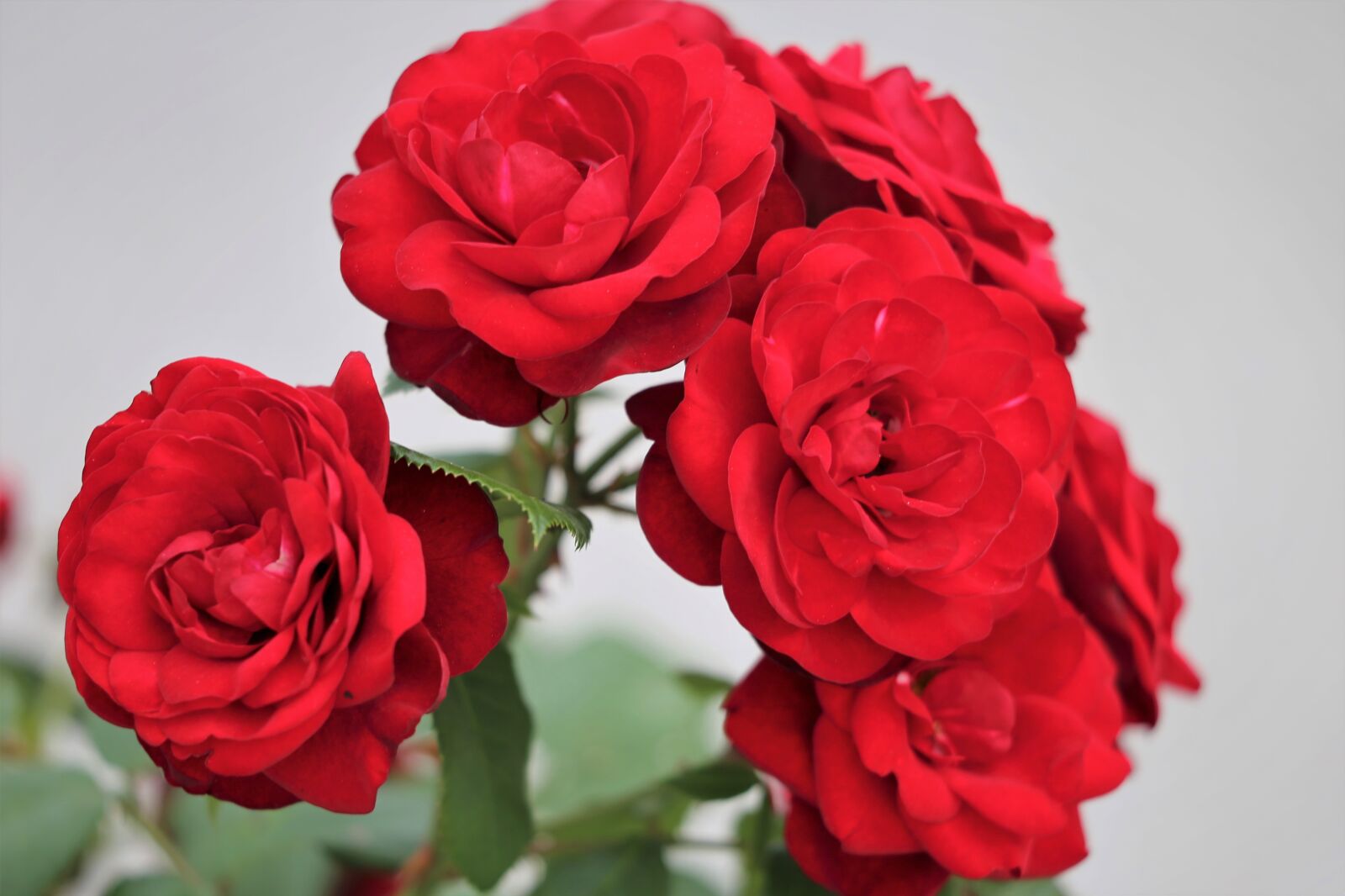 Canon EF 70-300 F4-5.6 IS II USM sample photo. Red roses, flower, plant photography