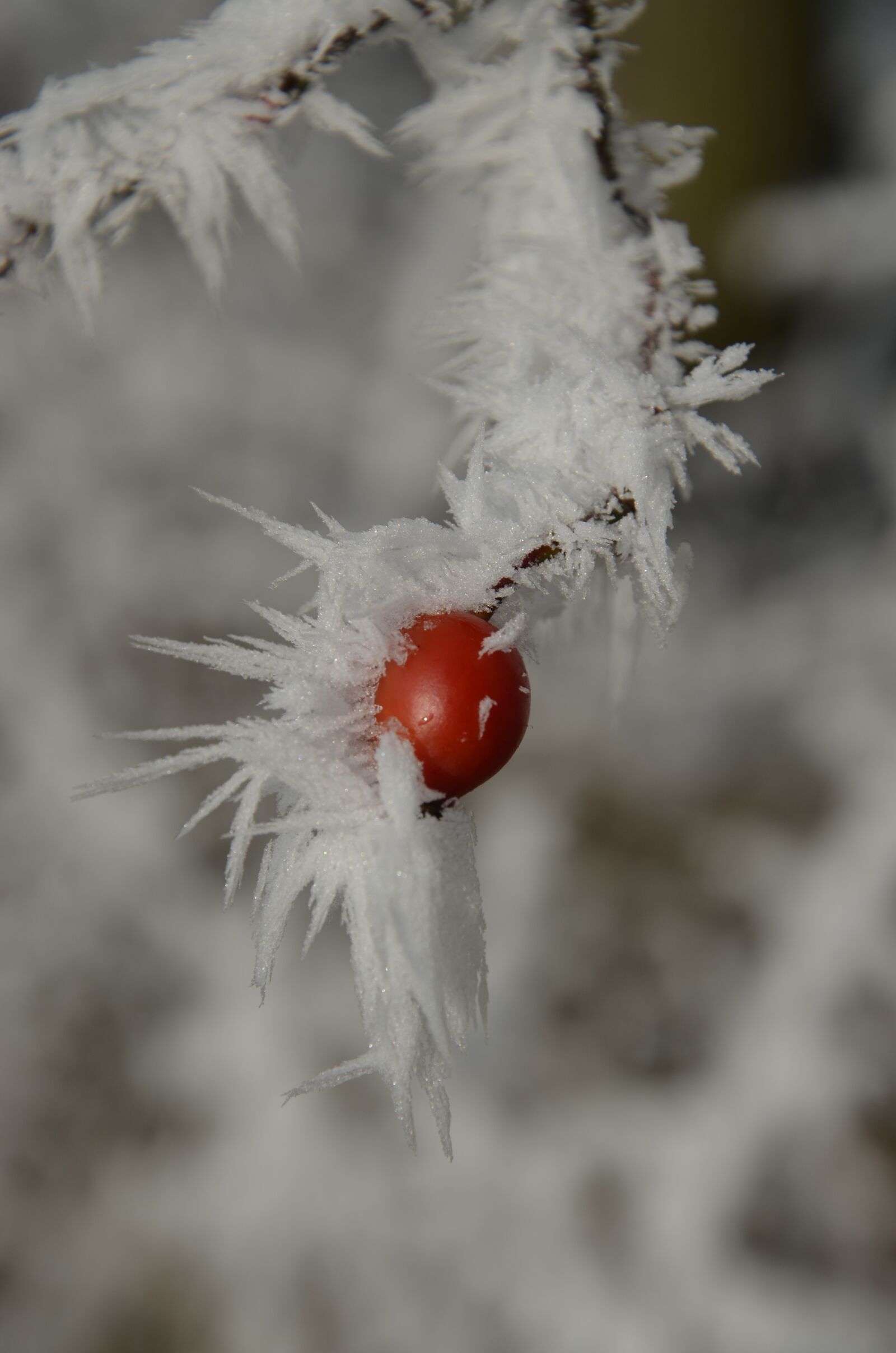 Nikon D5100 sample photo. Rose hip, ripe, winter photography