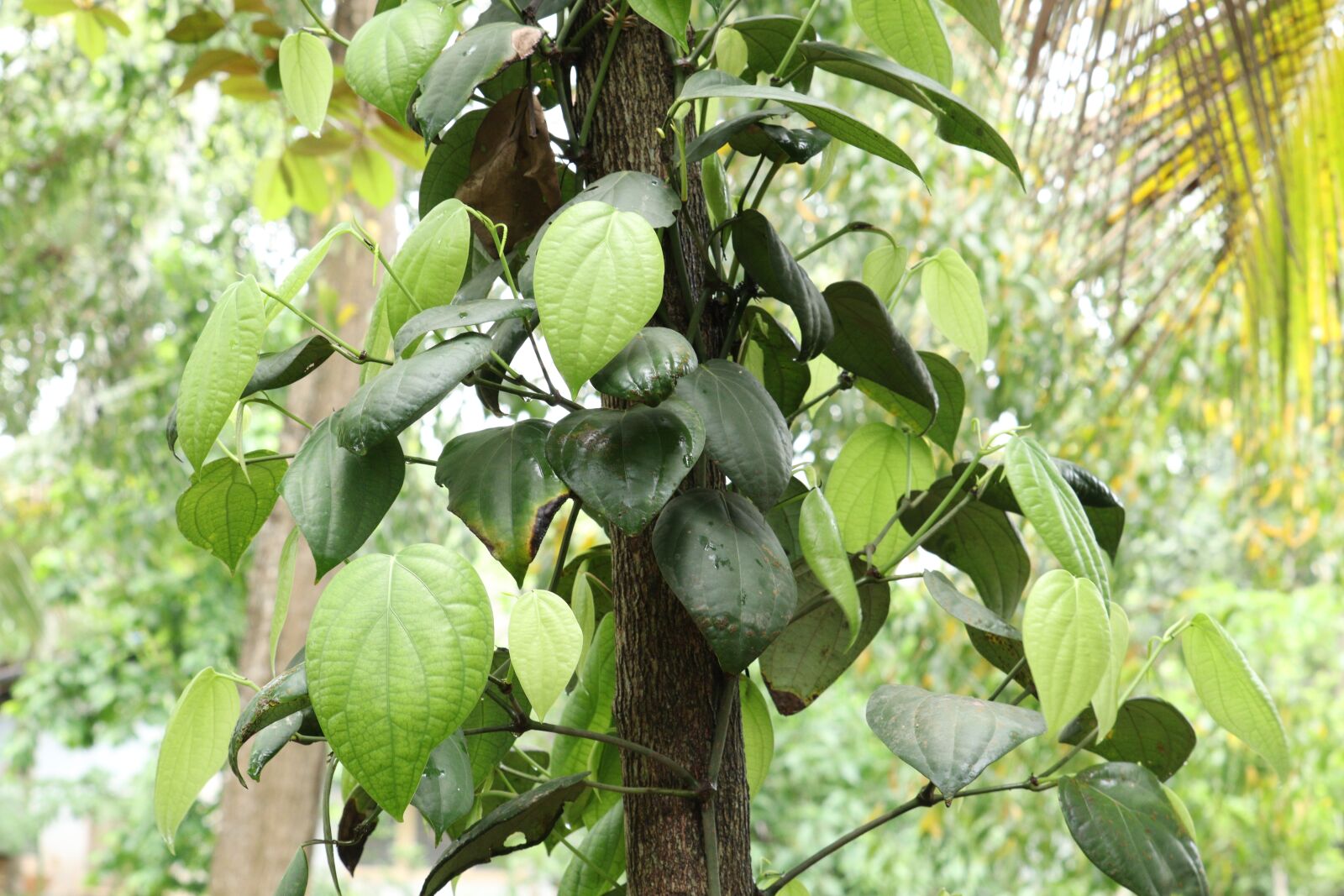 Canon EOS 250D (EOS Rebel SL3 / EOS Kiss X10 / EOS 200D II) sample photo. Leaf, nature, green photography