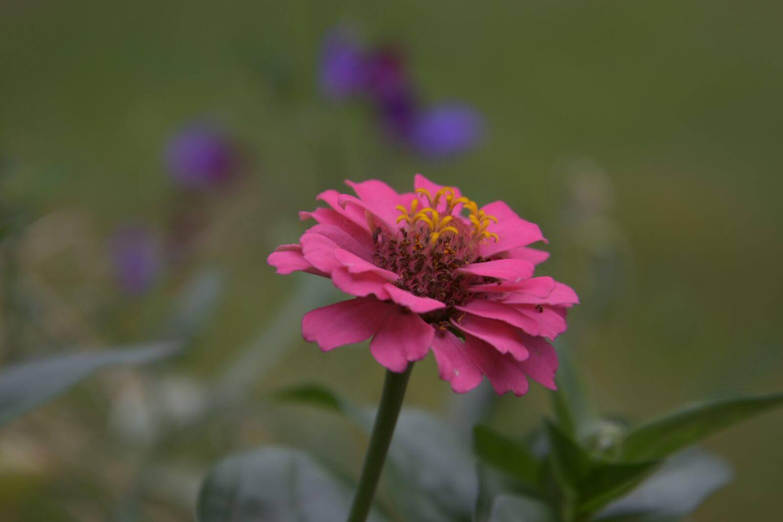 Nikon D3300 sample photo. Nature, spring, garden photography