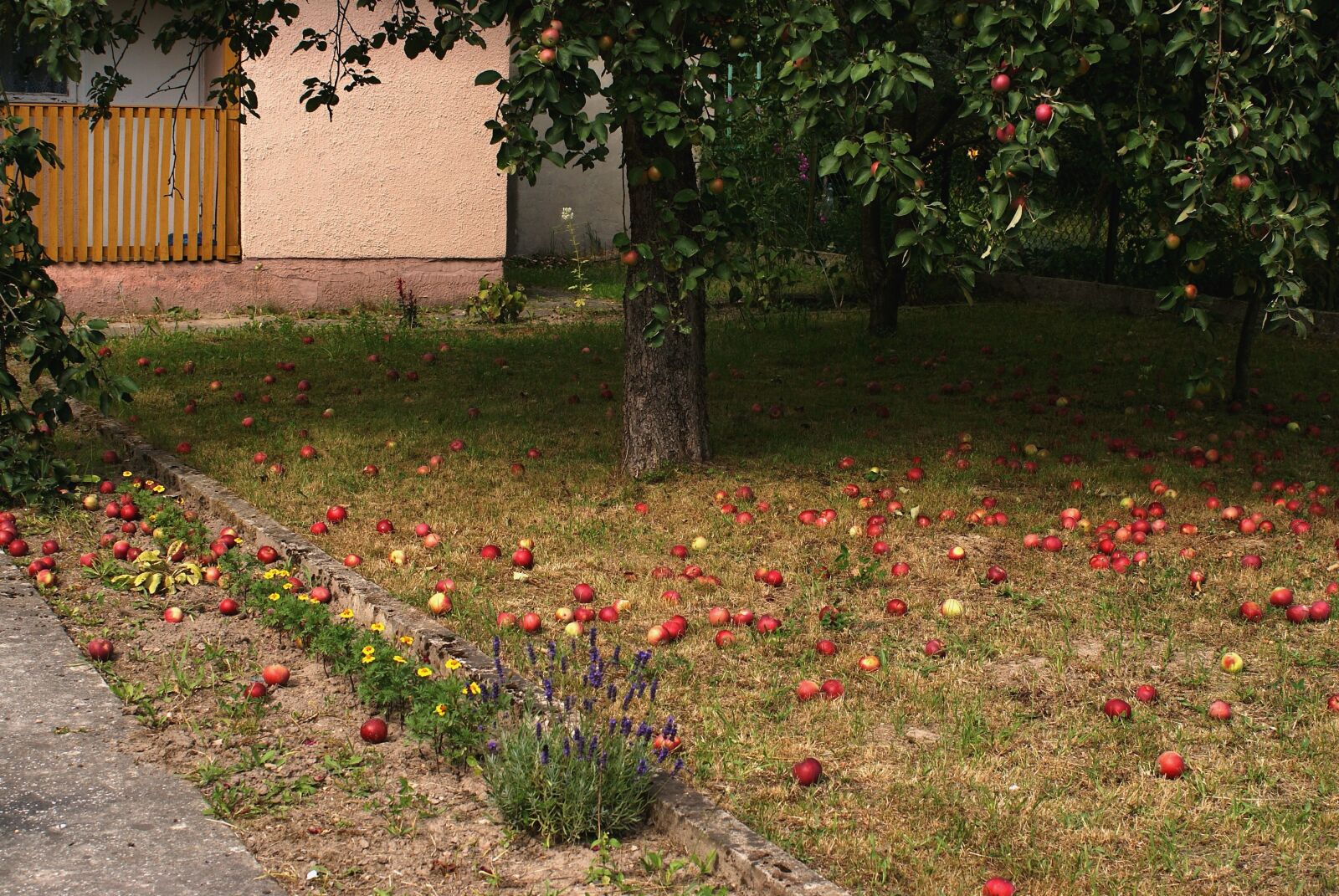 Sony Alpha DSLR-A200 sample photo. Tree, apples, nature photography