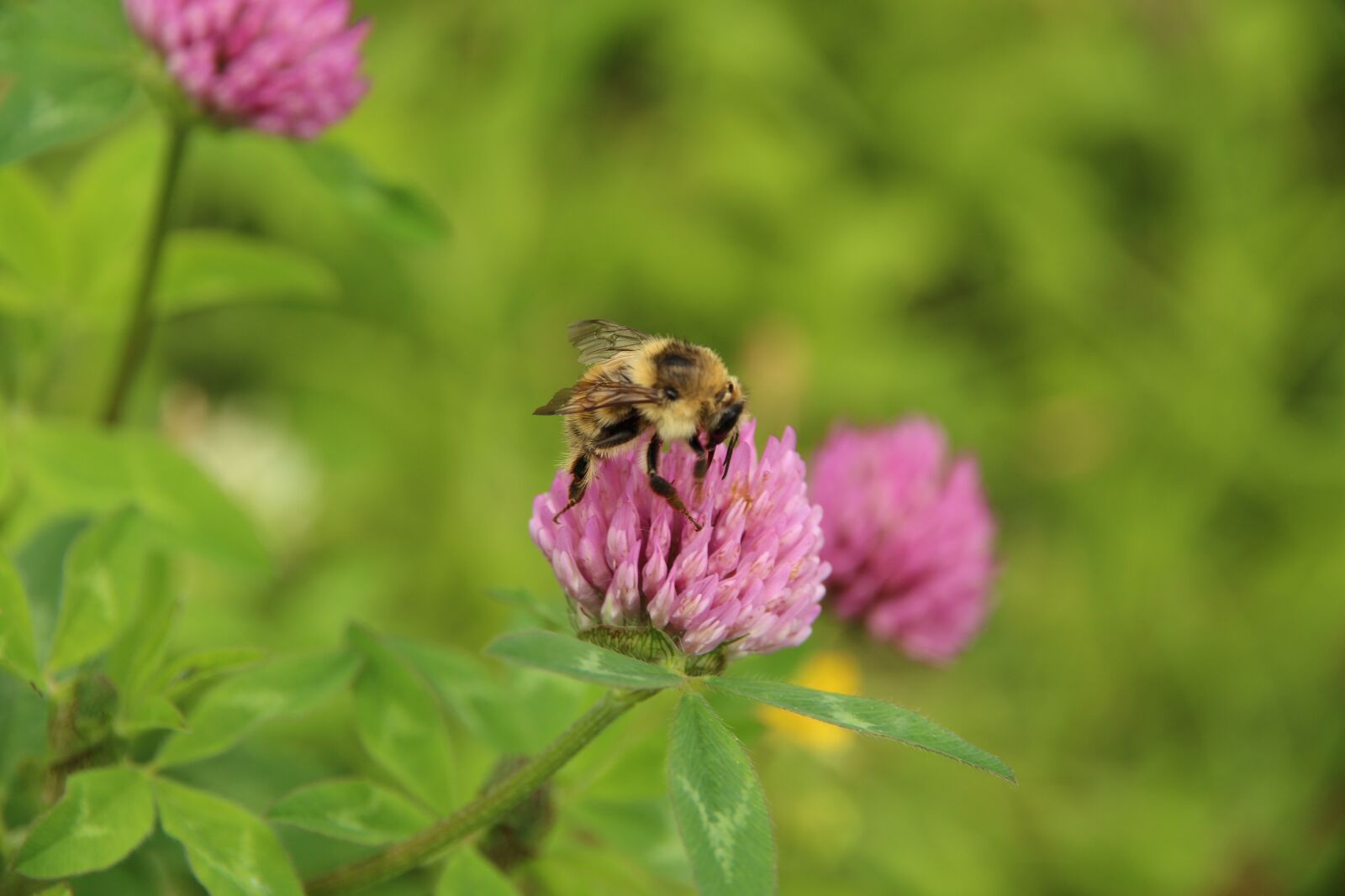 Canon EF-S 15-85mm F3.5-5.6 IS USM sample photo. Clover, bumblebee, plant photography