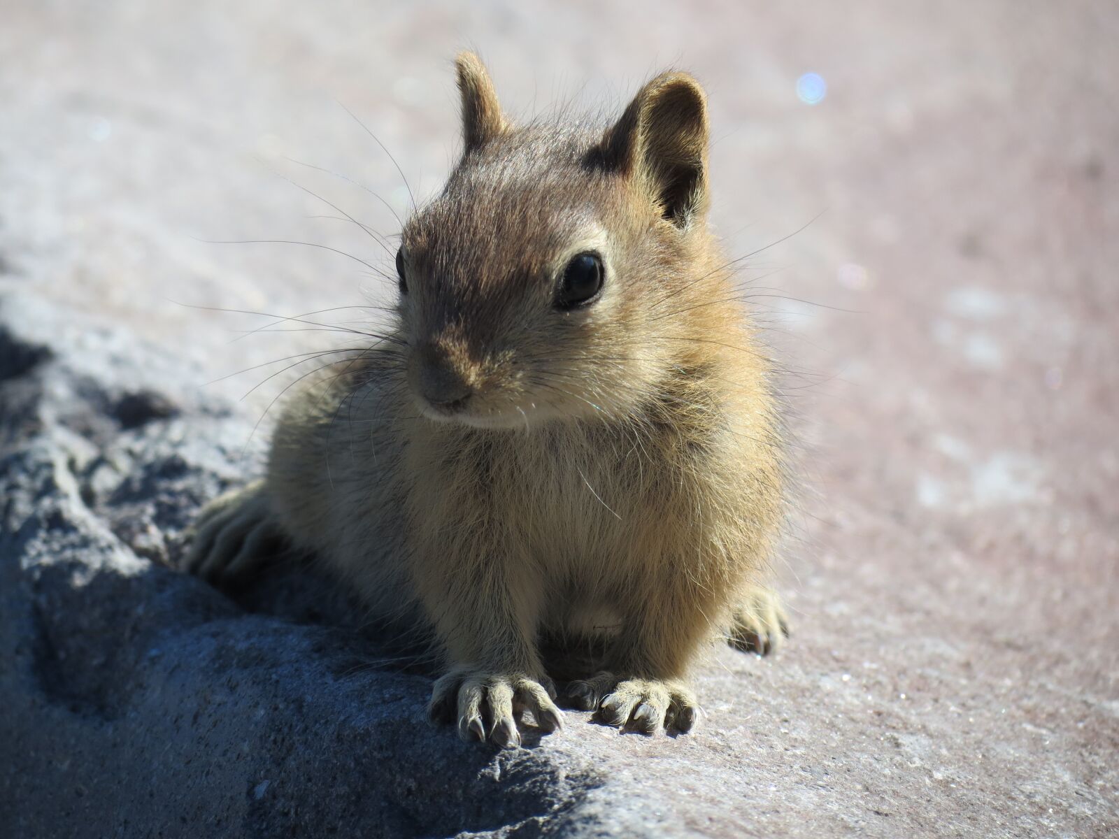 Canon PowerShot SX40 HS sample photo. Rodent, mammal, cute photography