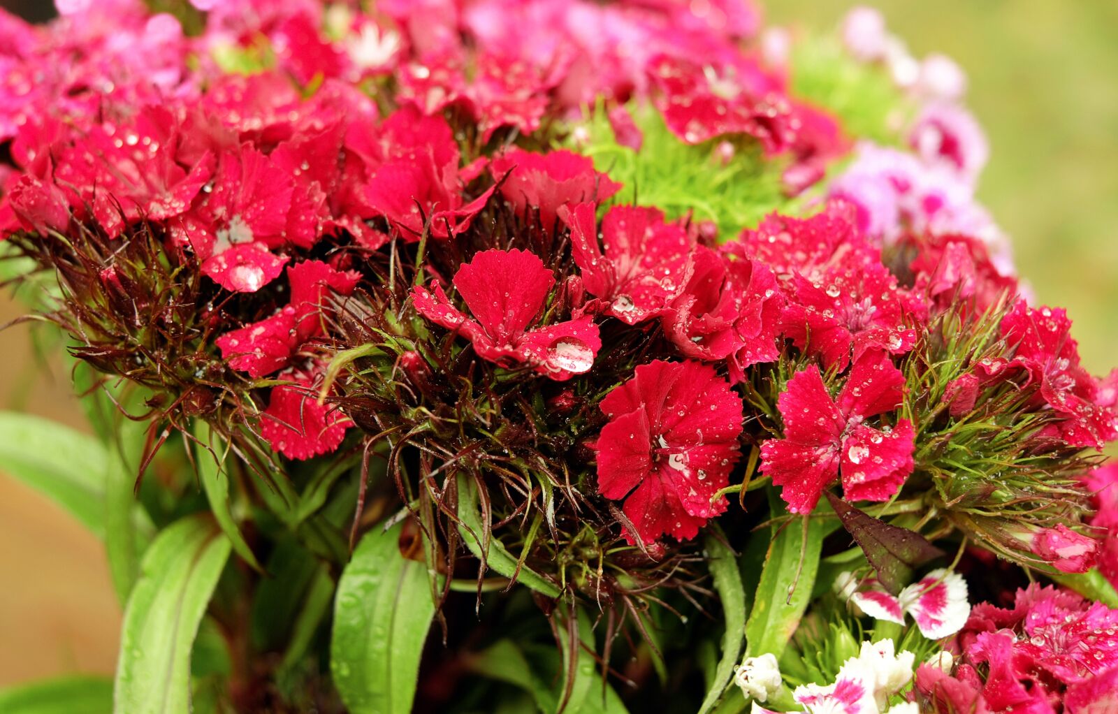 Fujifilm X-T10 + Fujifilm XF 35mm F1.4 R sample photo. Sweet william, flower, bloom photography
