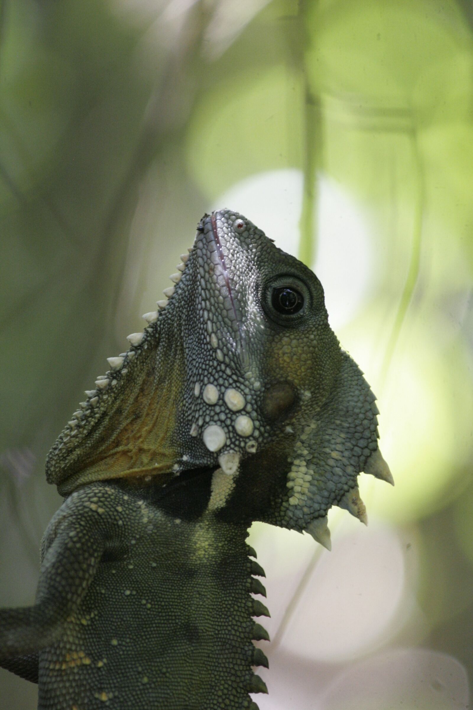 Canon EOS 20D sample photo. Chameleon, animal, australia photography