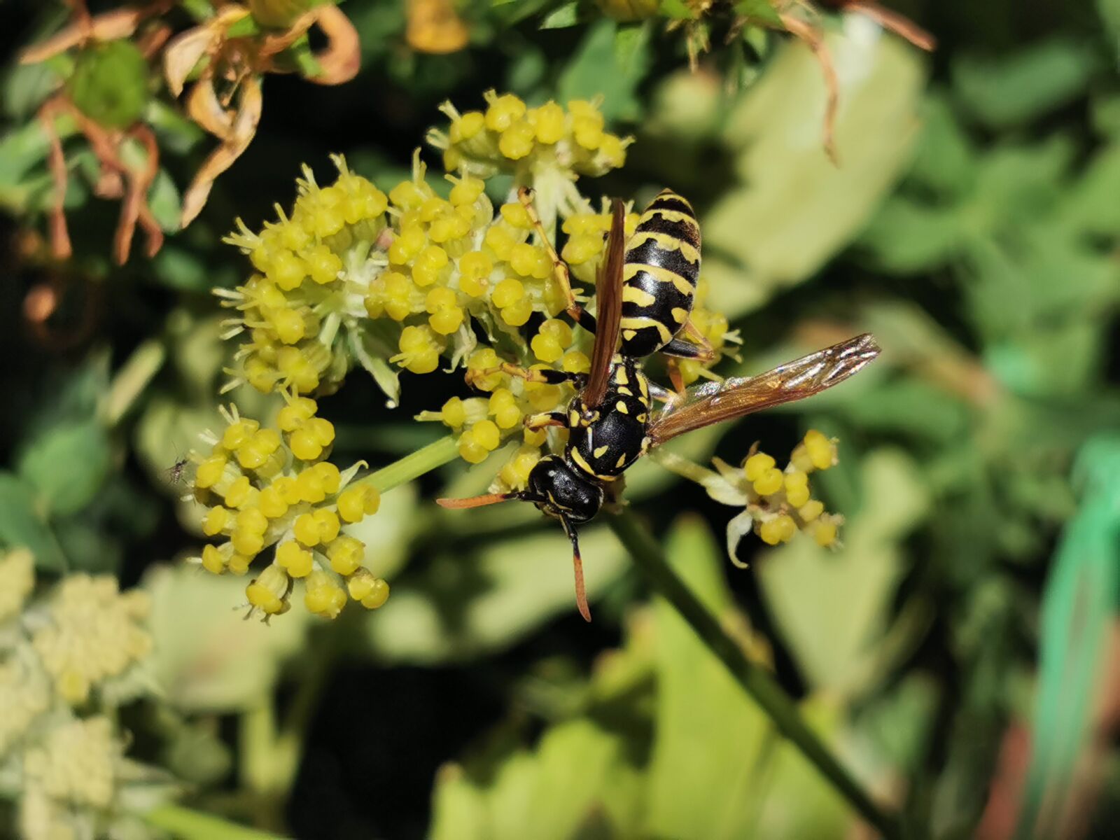 HUAWEI VOG-L29 sample photo. Wasp, insect, plant photography