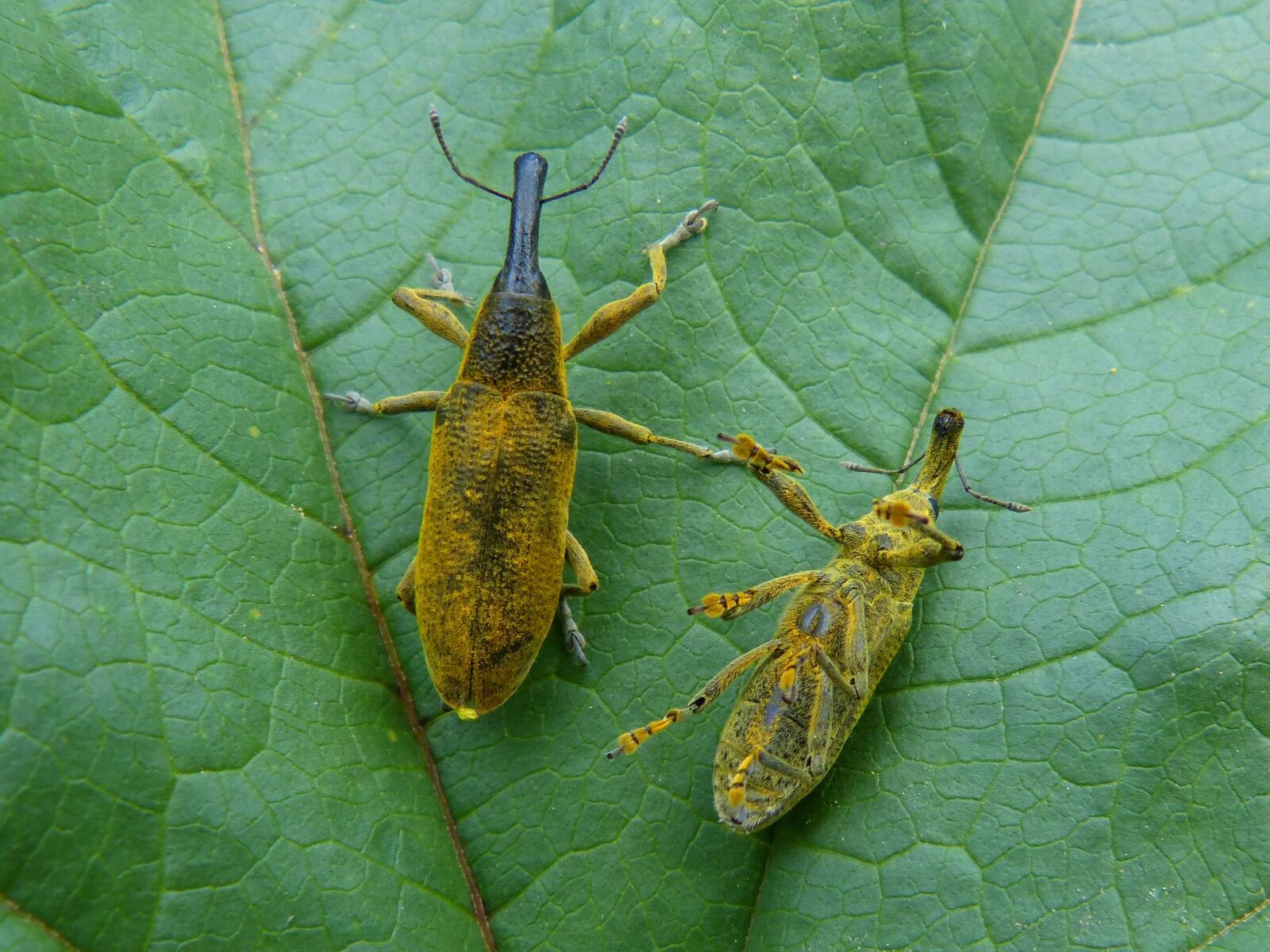 Panasonic DMC-FZ62 sample photo. Lixus angustatus, lixus, beetle photography